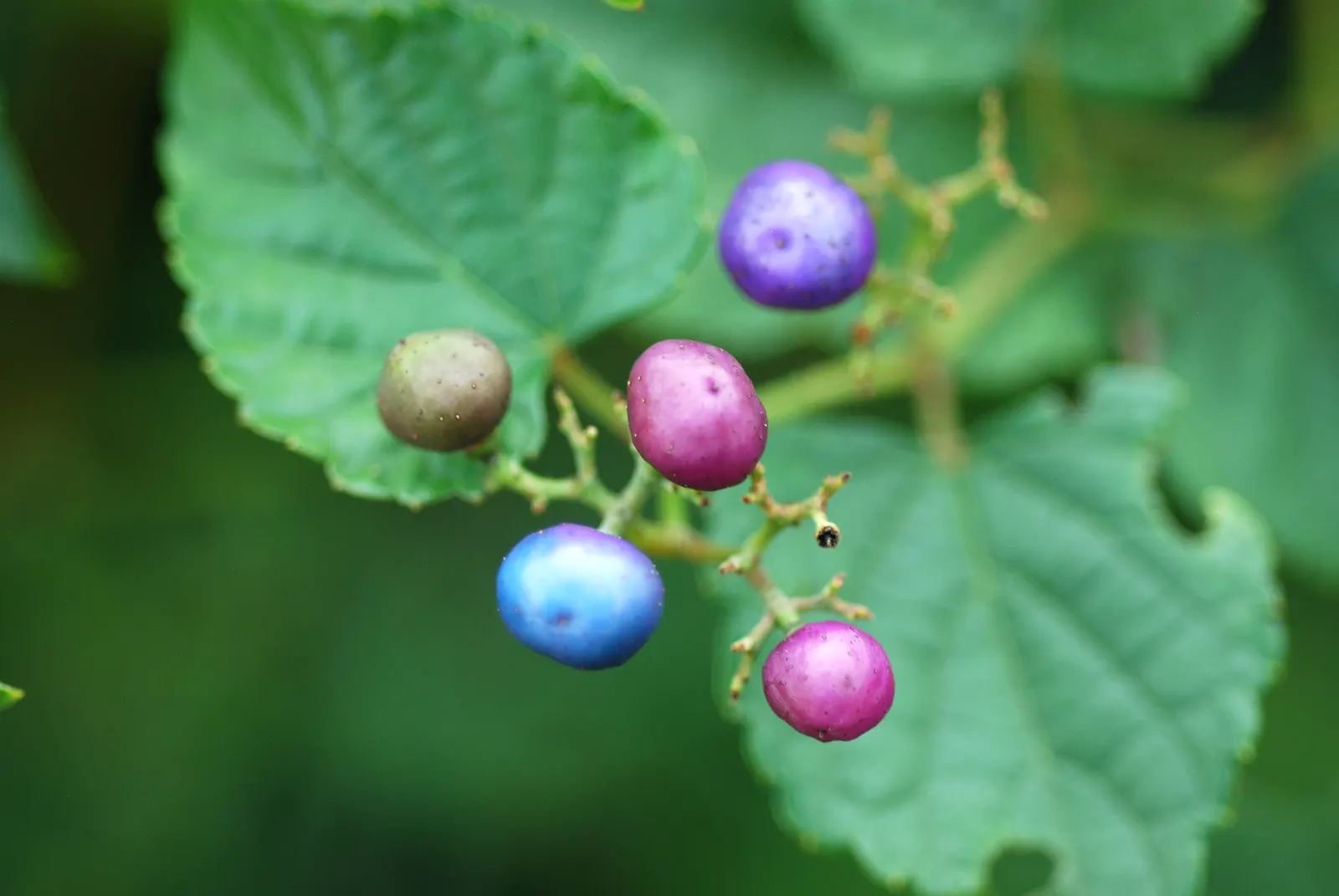Porcelain Vine (Ampelopsis Brevipedunculata) — Vigorous growth may require pruning to control spread