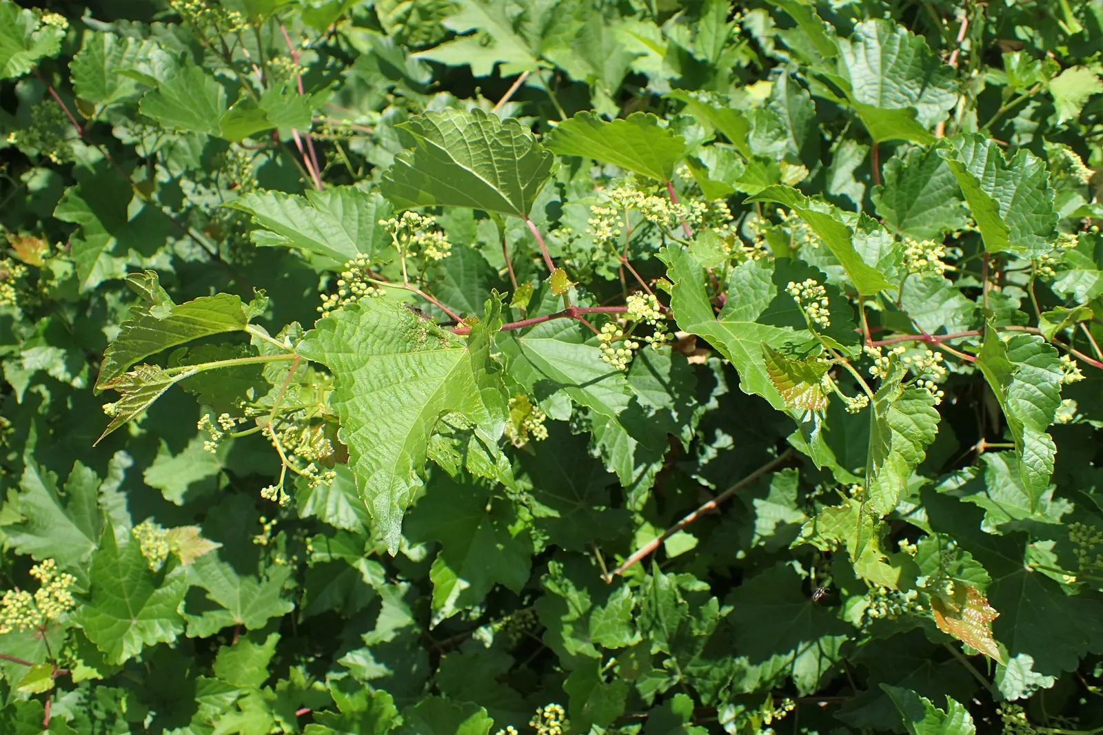 Porcelain Vine (Ampelopsis Brevipedunculata) — reaching heights up to 20 ft; it clings through the use of tendrils, allowing it to scale structures and natural
