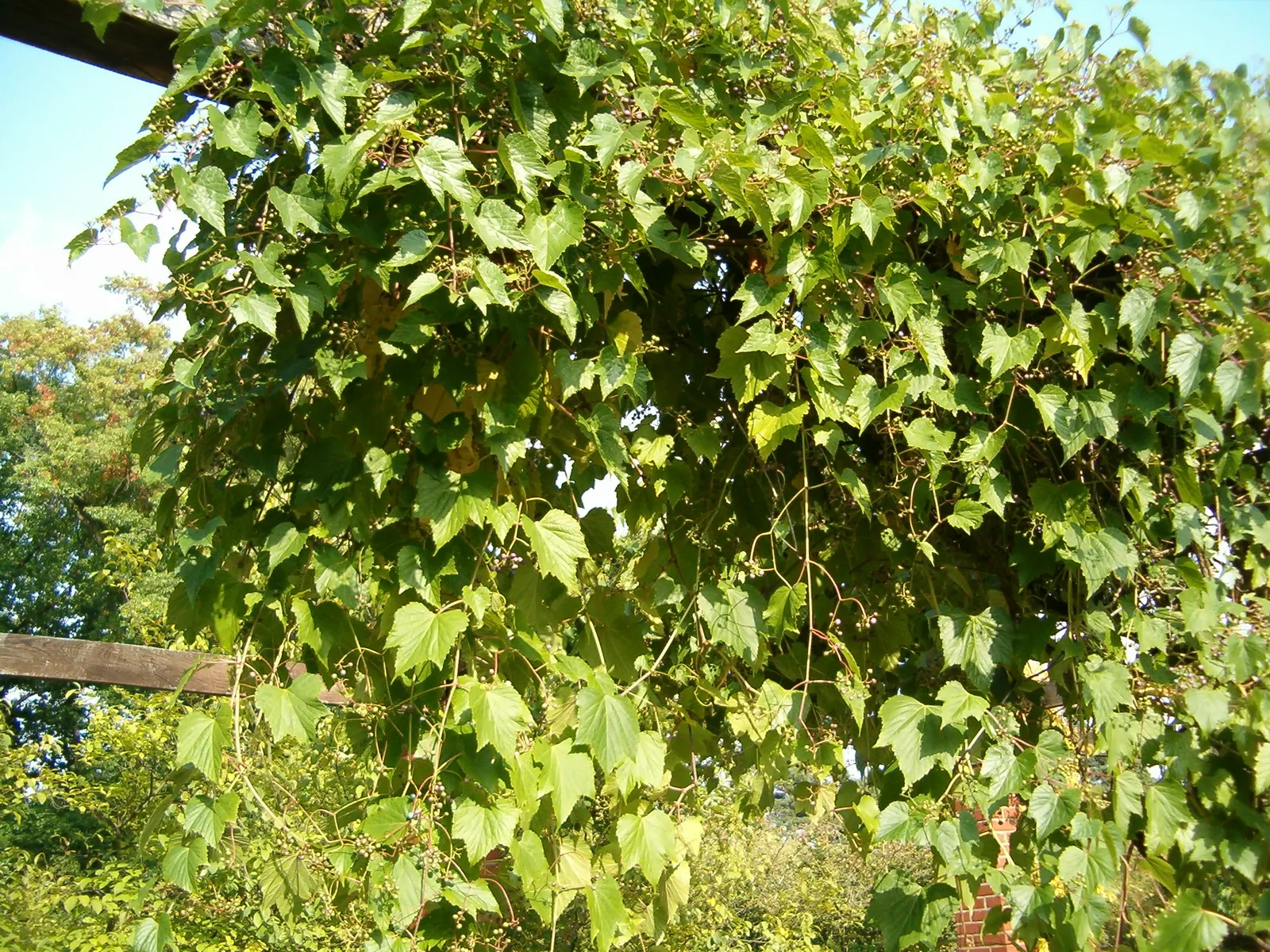 Porcelain Vine (Ampelopsis Brevipedunculata) — These berries are a favorite among birds