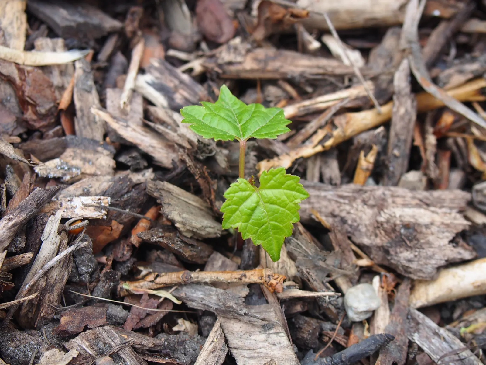 Porcelain Vine (Ampelopsis Brevipedunculata) — this vine prefers full sun to partial shade and moist; its fast growth rate can sometimes be aggressive