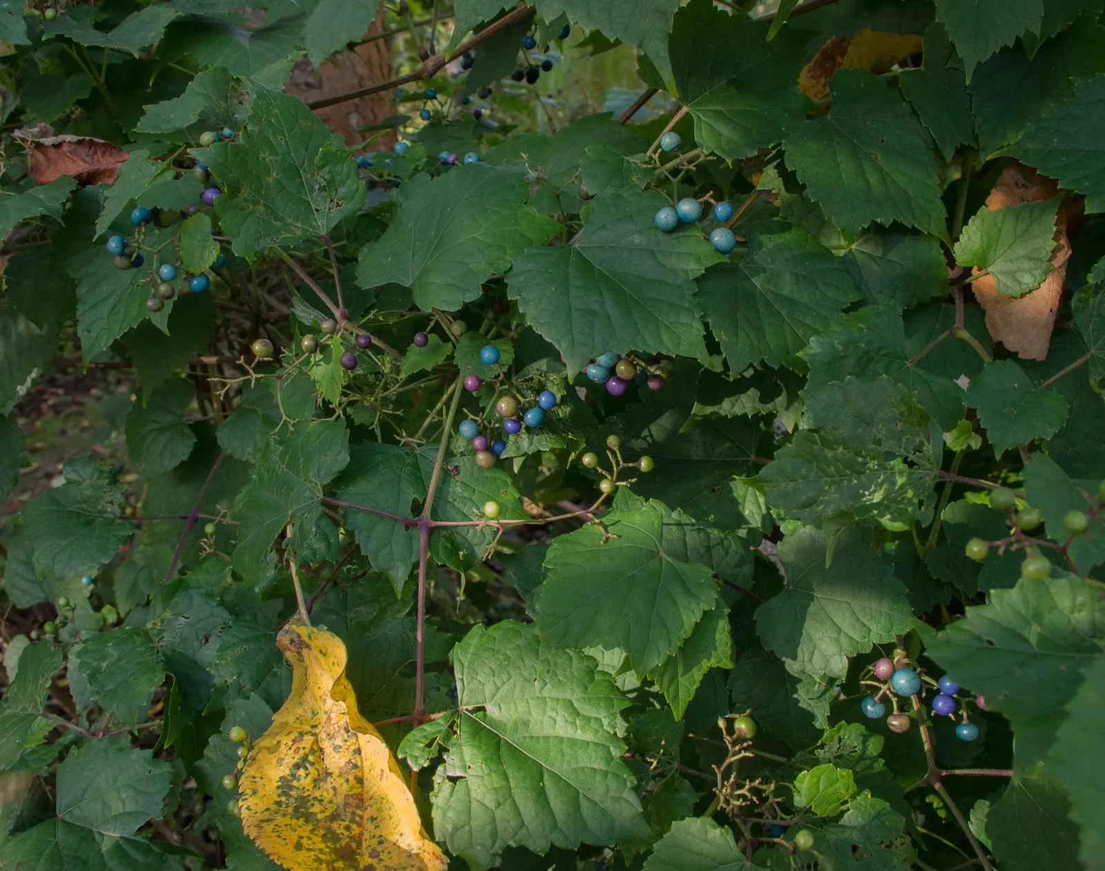 Porcelain Vine (Ampelopsis Brevipedunculata) — Prefers full sun to partial shade and is hardy in zones 4-8; vigorous growth may require pruning to control