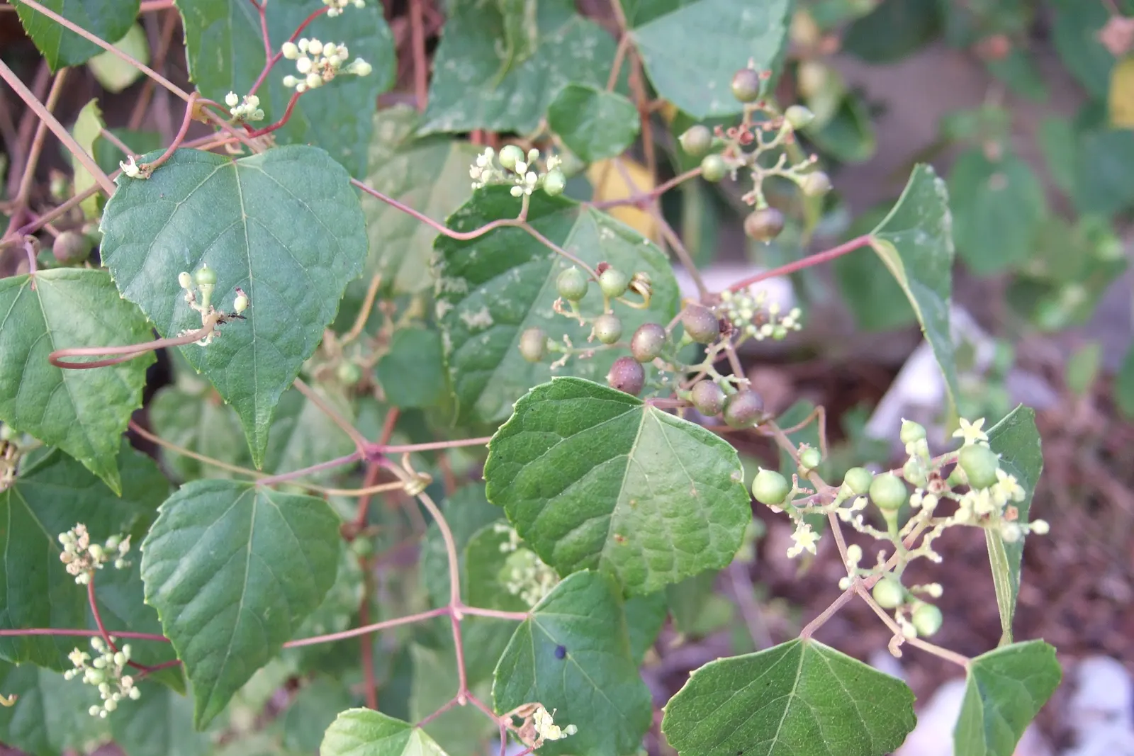 Porcelain Vine (Ampelopsis Brevipedunculata) — It clings through the use of tendrils, allowing it to scale structures and natural supports with ease