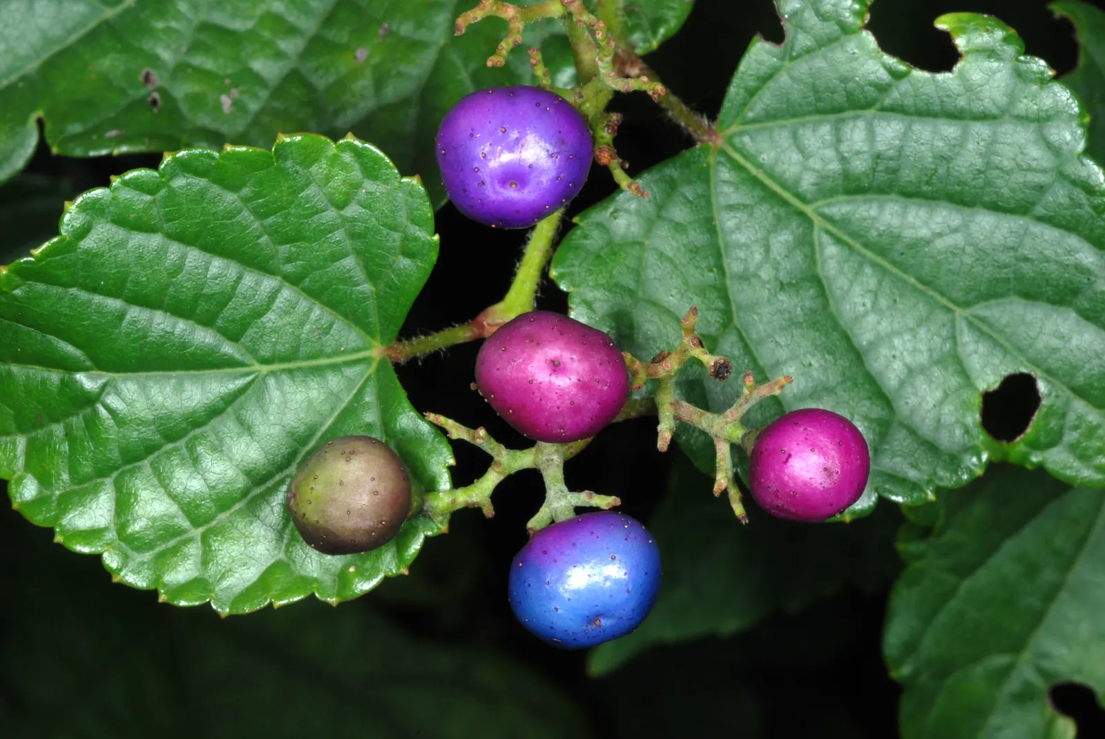 Porcelain Vine (Ampelopsis Brevipedunculata) — Known for its intricate lace-like foliage and vibrant porcelain-blue berries
