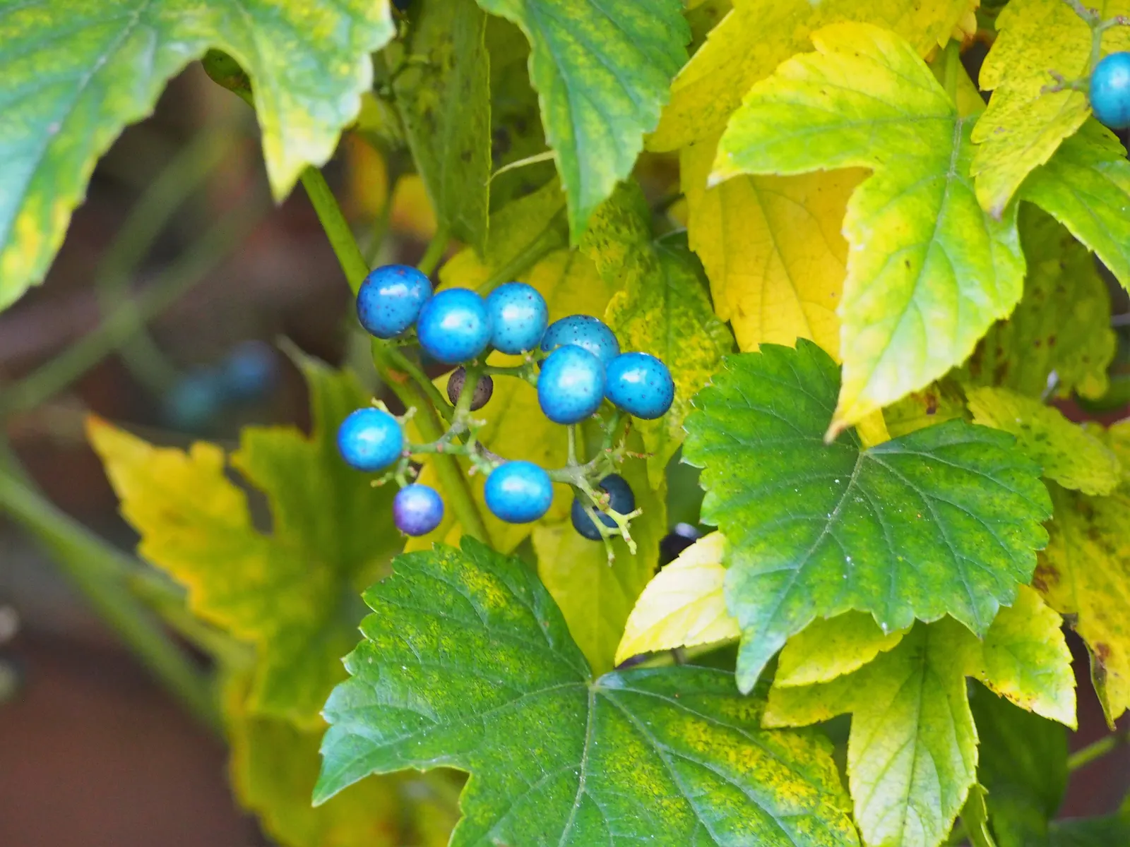 Porcelain Vine (Ampelopsis Brevipedunculata) — commonly known as Porcelain Vine; porcelain Vine (Ampelopsis brevipedunculata) is a fast-growing