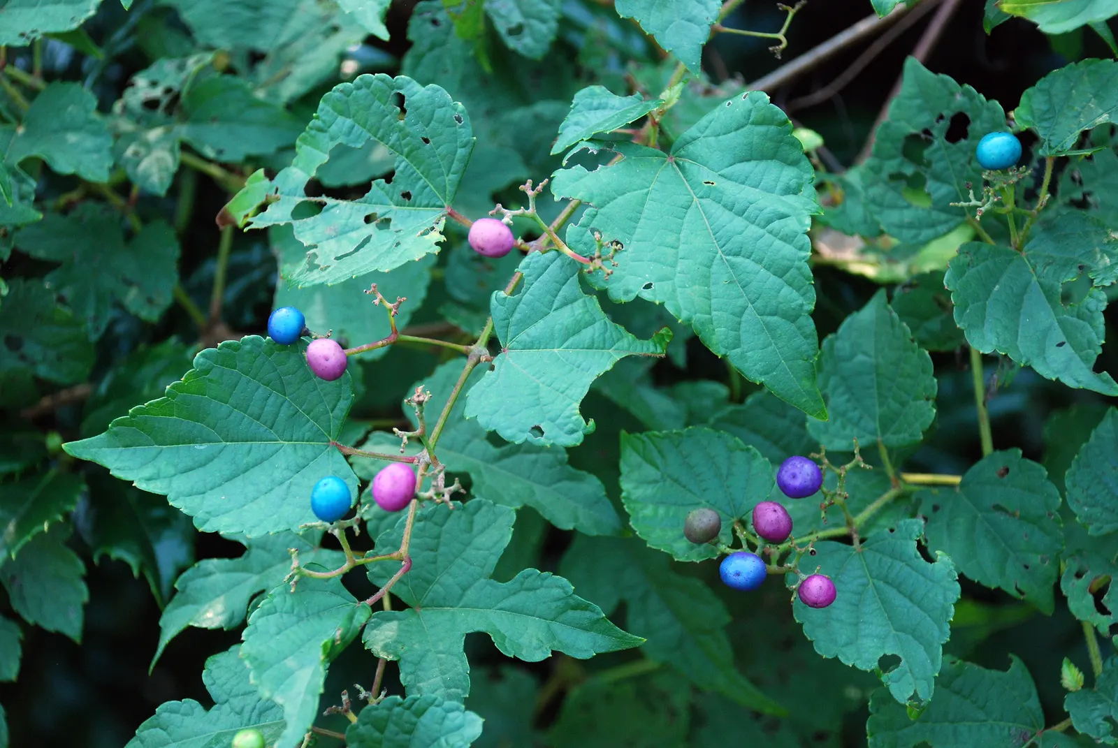 Porcelain Vine (Ampelopsis Brevipedunculata) — Whether used for trellises