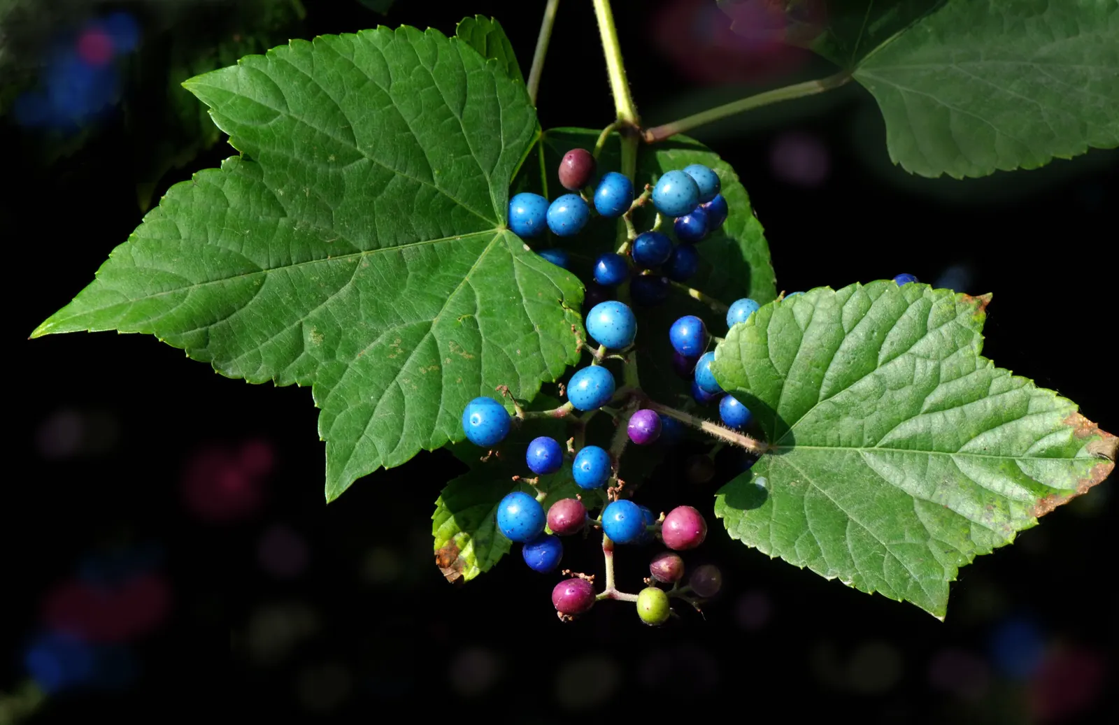 Porcelain Vine (Ampelopsis Brevipedunculata) — Its showy fruit appeals to birds, making it a dynamic choice for wildlife-friendly landscapes; so routine
