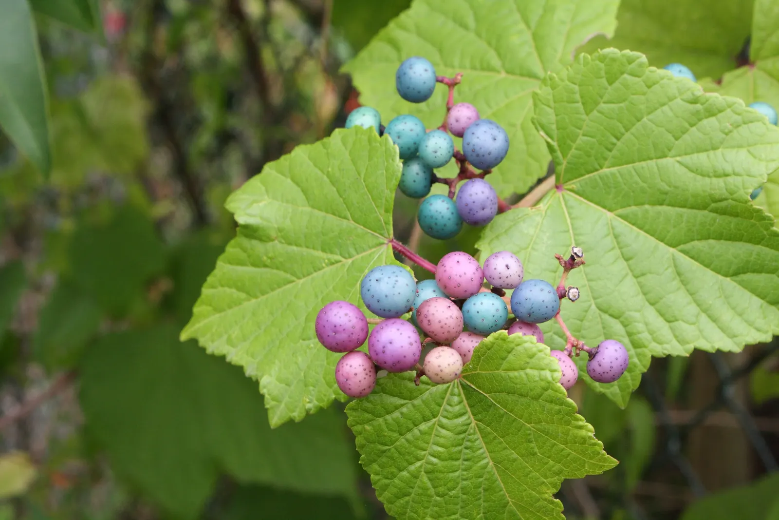 Porcelain Vine (Ampelopsis Brevipedunculata) — while requiring minimal upkeep - making it a favored selection for both landscape designers and clients alike