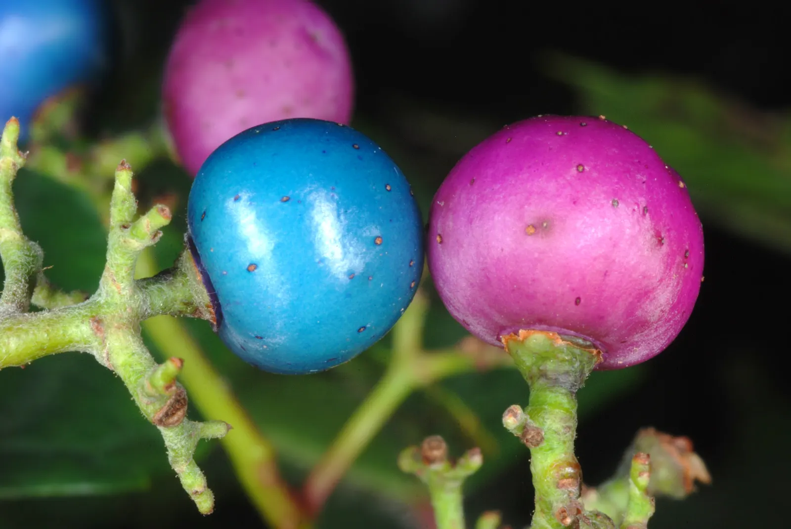 Porcelain Vine (Ampelopsis Brevipedunculata) — commonly known as Porcelain Vine