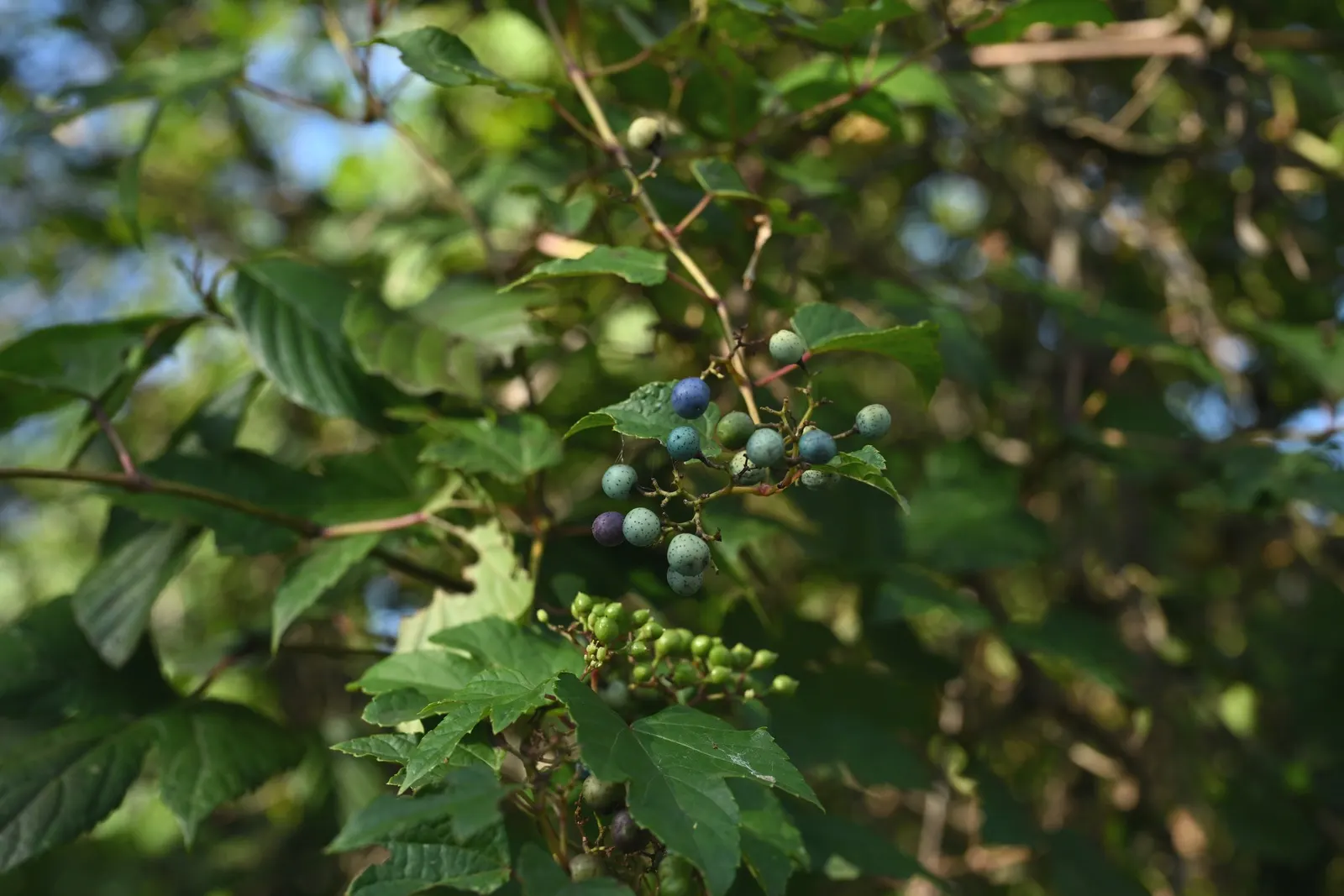 Porcelain Vine (Ampelopsis Brevipedunculata) — making the vine a beneficial habitat feature.<br><br>Hardy in USDA zones 4 to 8; its leaves are heart-shaped