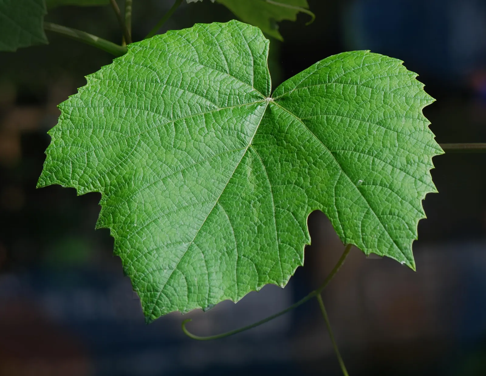 Porcelain Vine (Ampelopsis Brevipedunculata) — Porcelain Vine (Ampelopsis brevipedunculata) is a fast-growing; this vine adds a pop of color and texture