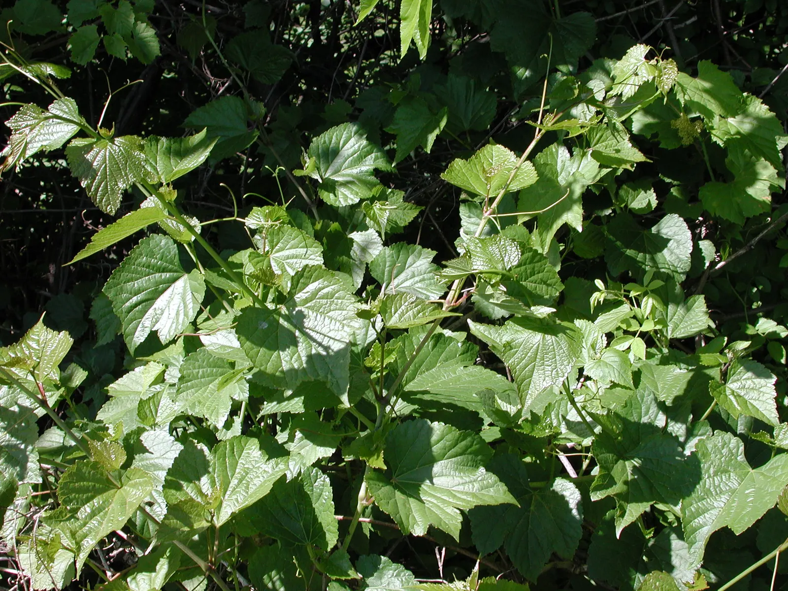Porcelain Vine (Ampelopsis Brevipedunculata) — this vine adds a pop of color and texture