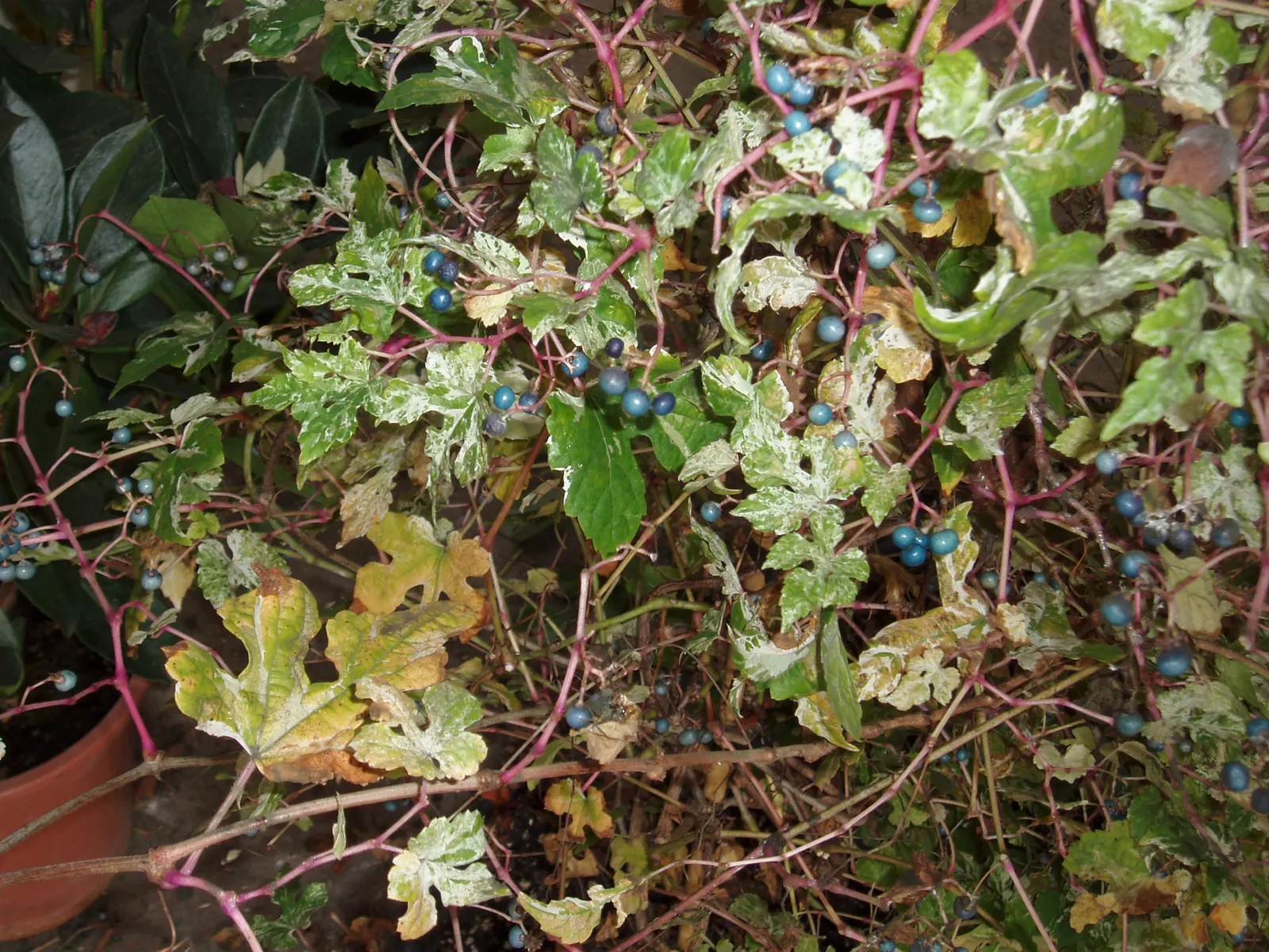 Porcelain Vine (Ampelopsis Brevipedunculata) — making the vine a beneficial habitat feature.<br><br>Hardy in USDA zones 4 to 8
