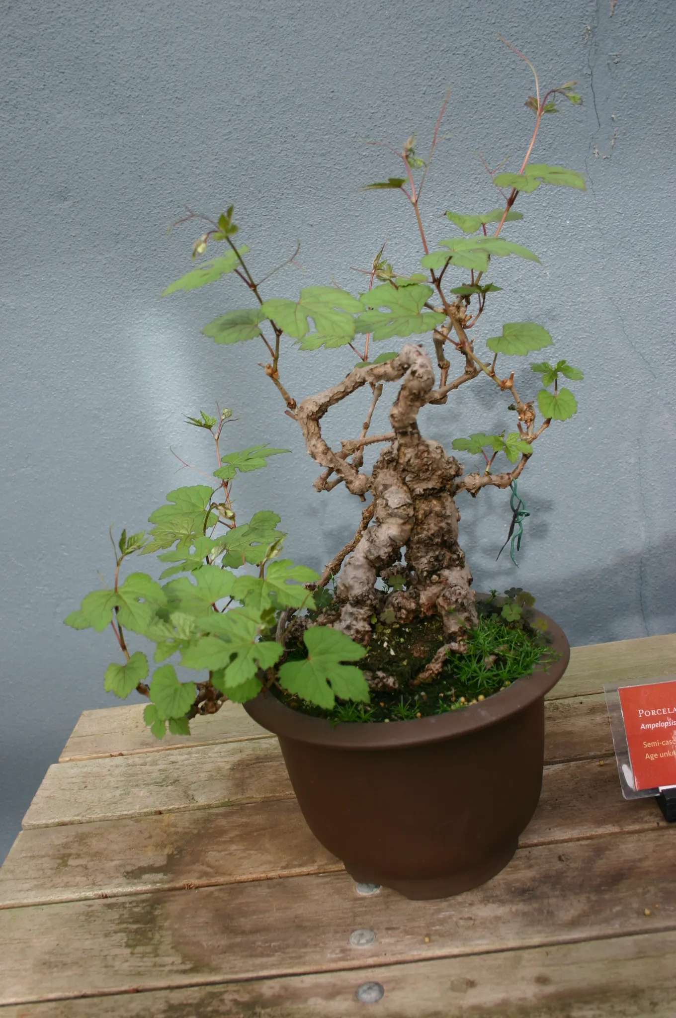 Porcelain Vine (Ampelopsis Brevipedunculata) — the Porcelain Vine introduces dynamic interest and color