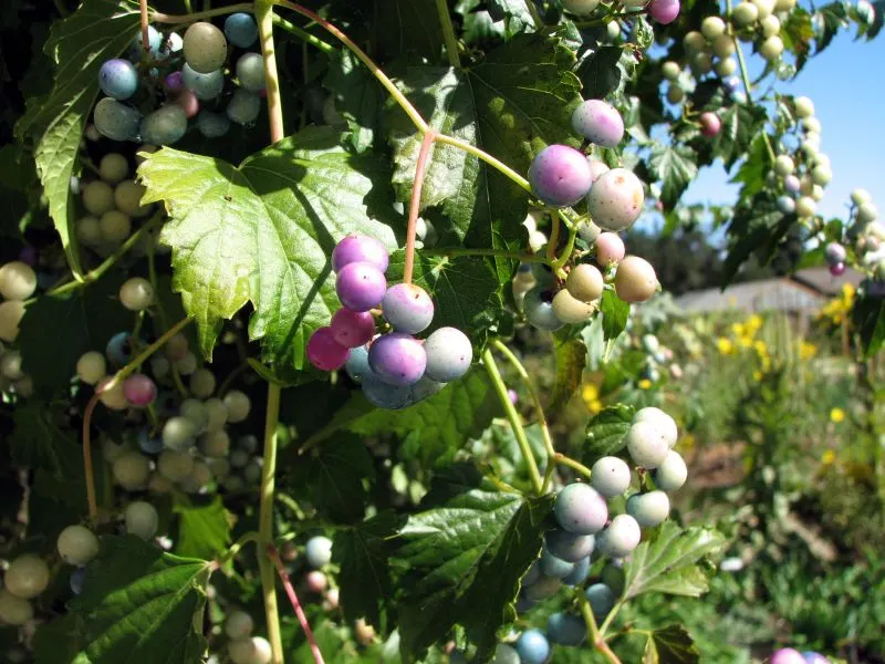 Porcelain Vine (Ampelopsis Brevipedunculata) — Its fast growth rate can sometimes be aggressive