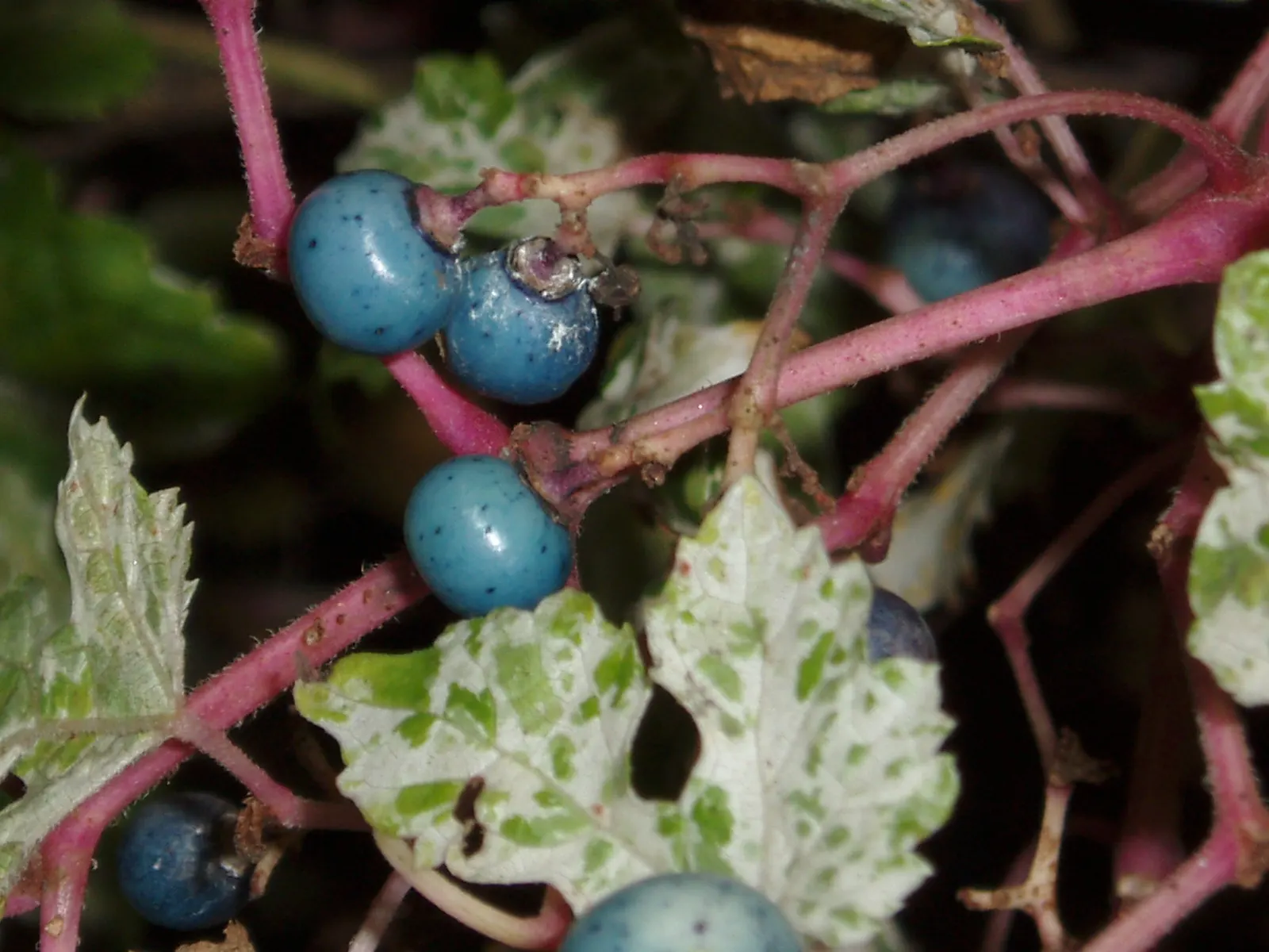 Porcelain Vine (Ampelopsis Brevipedunculata) — Its leaves are heart-shaped, with a serrated edge, and span about 2 to 4 inches across