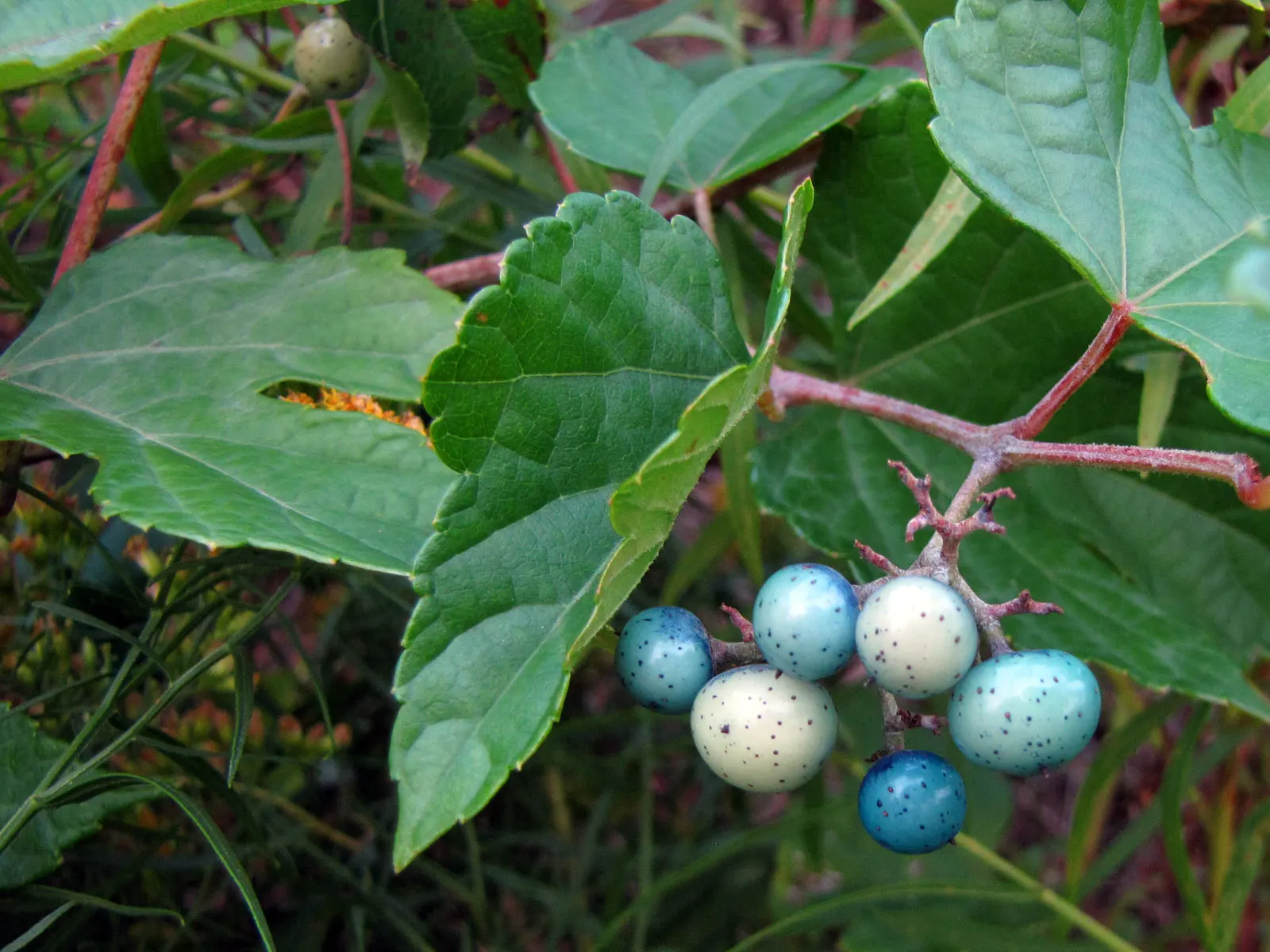 Porcelain Vine (Ampelopsis Brevipedunculata) — vine for full or half
