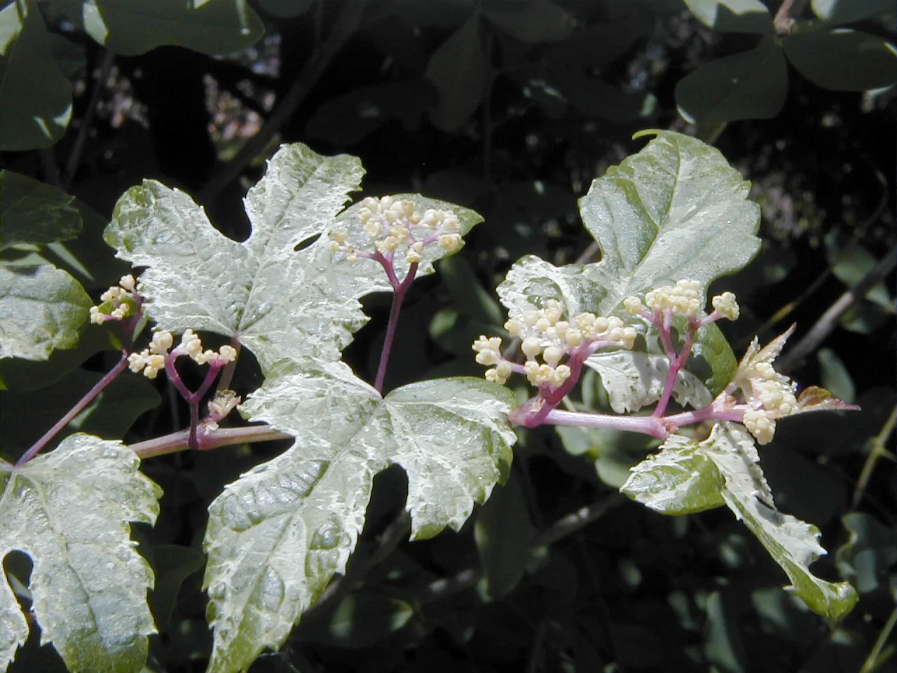 Porcelain Vine (Ampelopsis Brevipedunculata) — Prefers full sun to partial shade and is hardy in zones 4-8