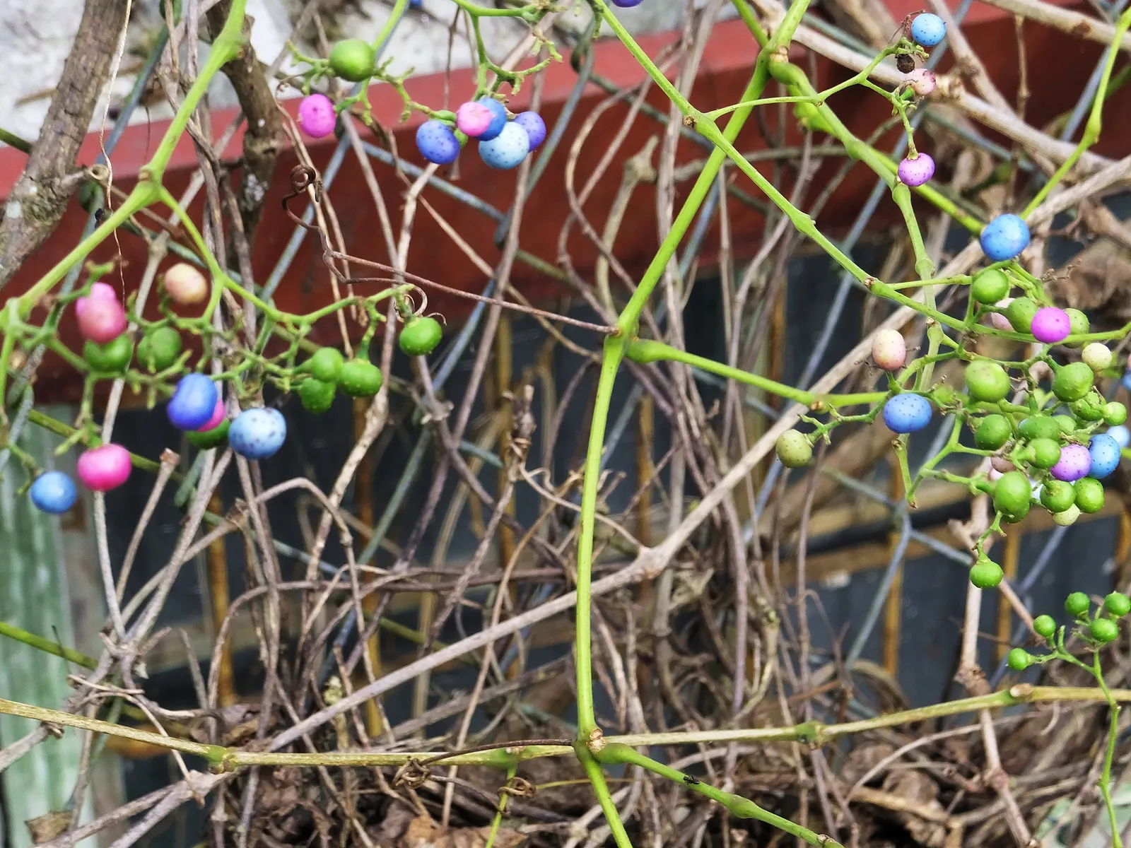 Porcelain Vine (Ampelopsis Brevipedunculata) — reaching heights up to 20 ft