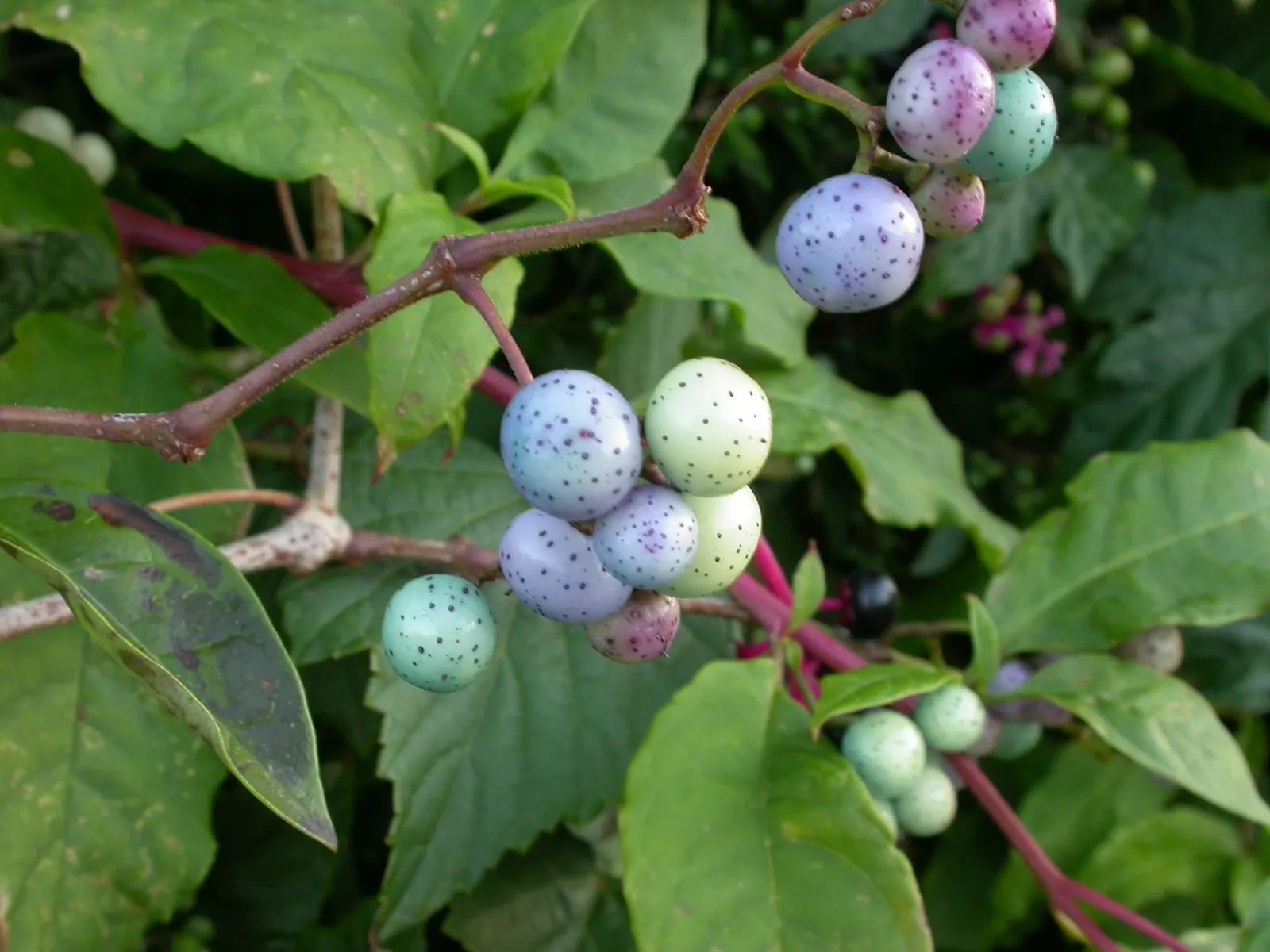 Porcelain Vine (Ampelopsis Brevipedunculata) — is a vigorous deciduous climber distinguished by its striking variegated foliage and captivating fruit