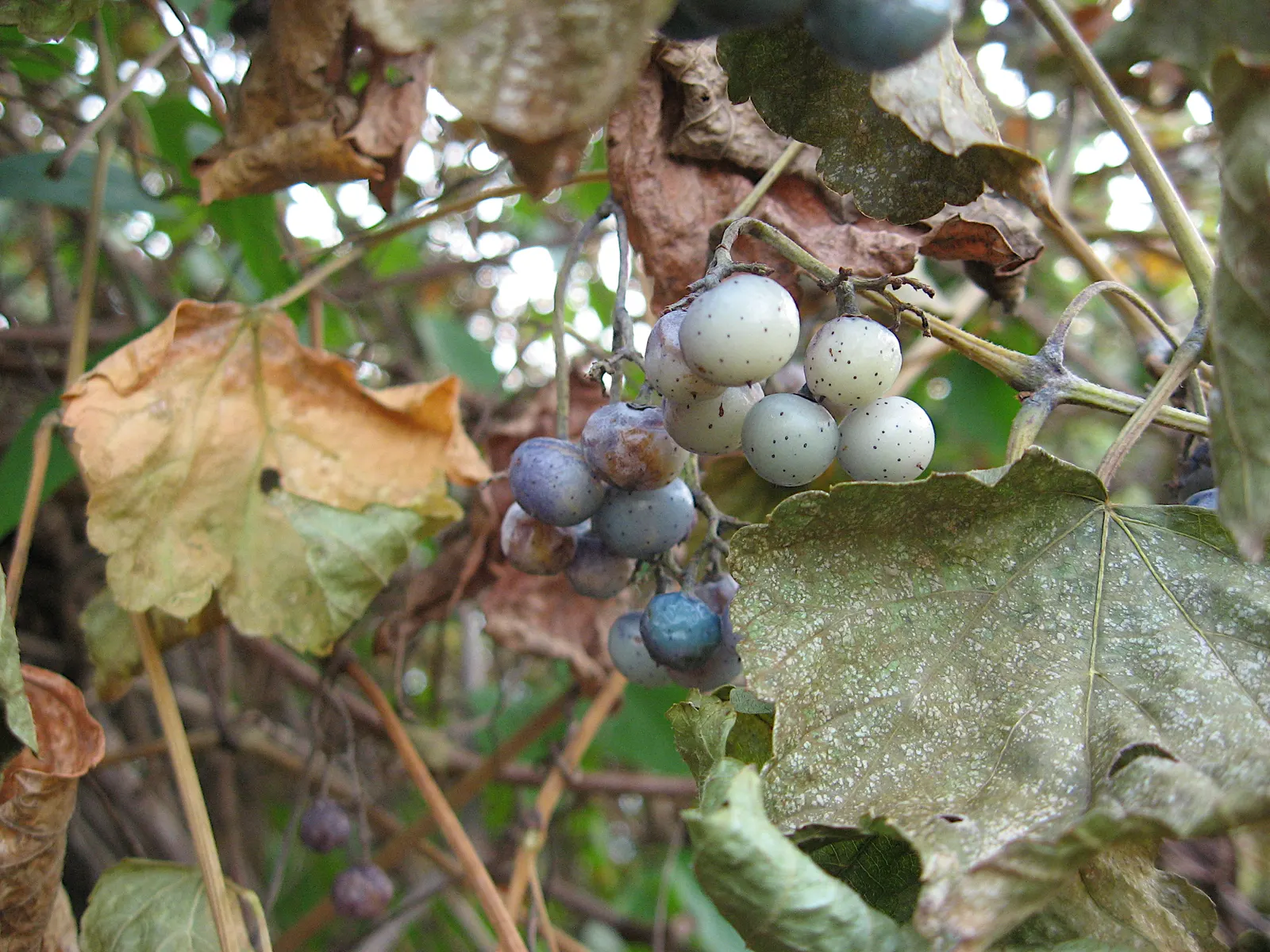Porcelain Vine (Ampelopsis Brevipedunculata) — Whether used for trellises; inconspicuous greenish-white flowers
