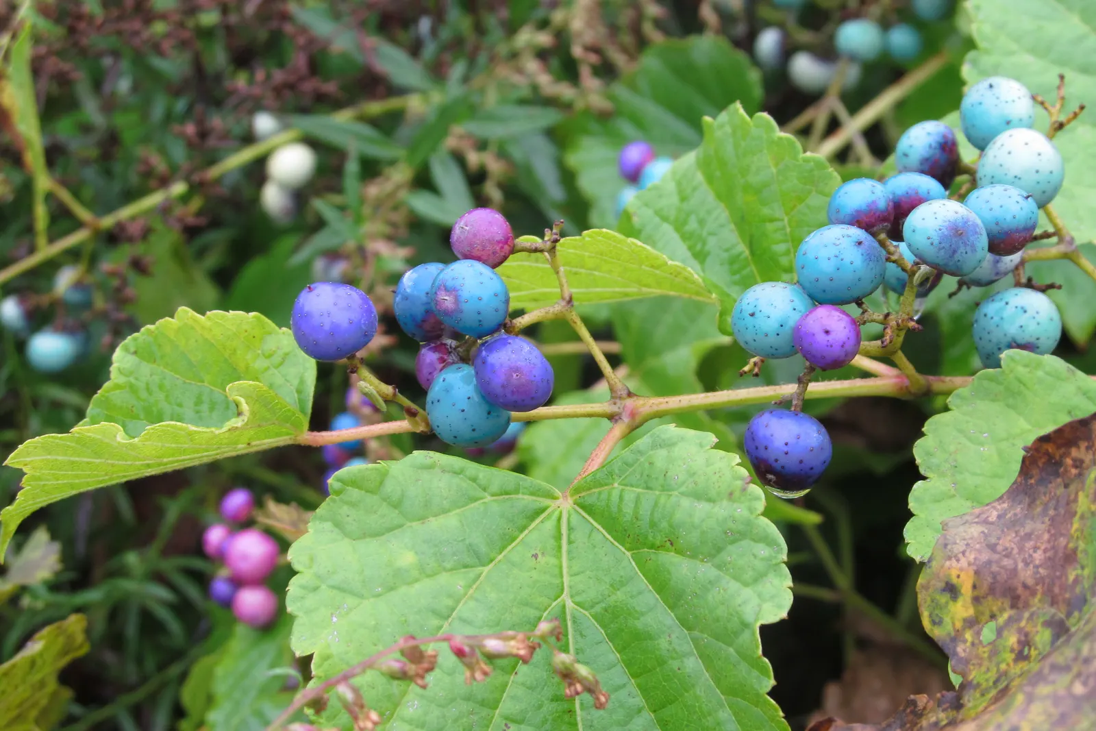 Porcelain Vine (Ampelopsis Brevipedunculata) — so routine maintenance to control its spread may be necessary; its showy fruit appeals to birds, making it a
