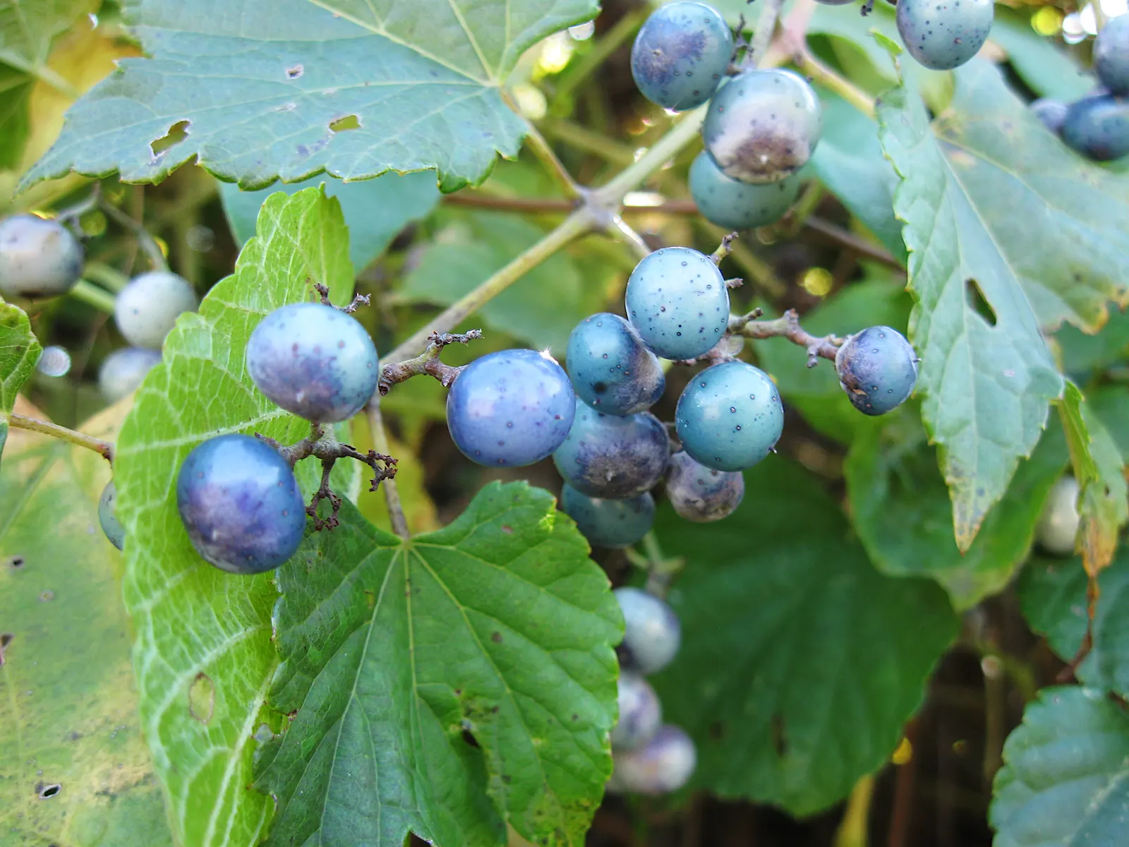 Porcelain Vine (Ampelopsis Brevipedunculata) — Known for its intricate lace-like foliage and vibrant porcelain-blue berries; this vine prefers full sun to