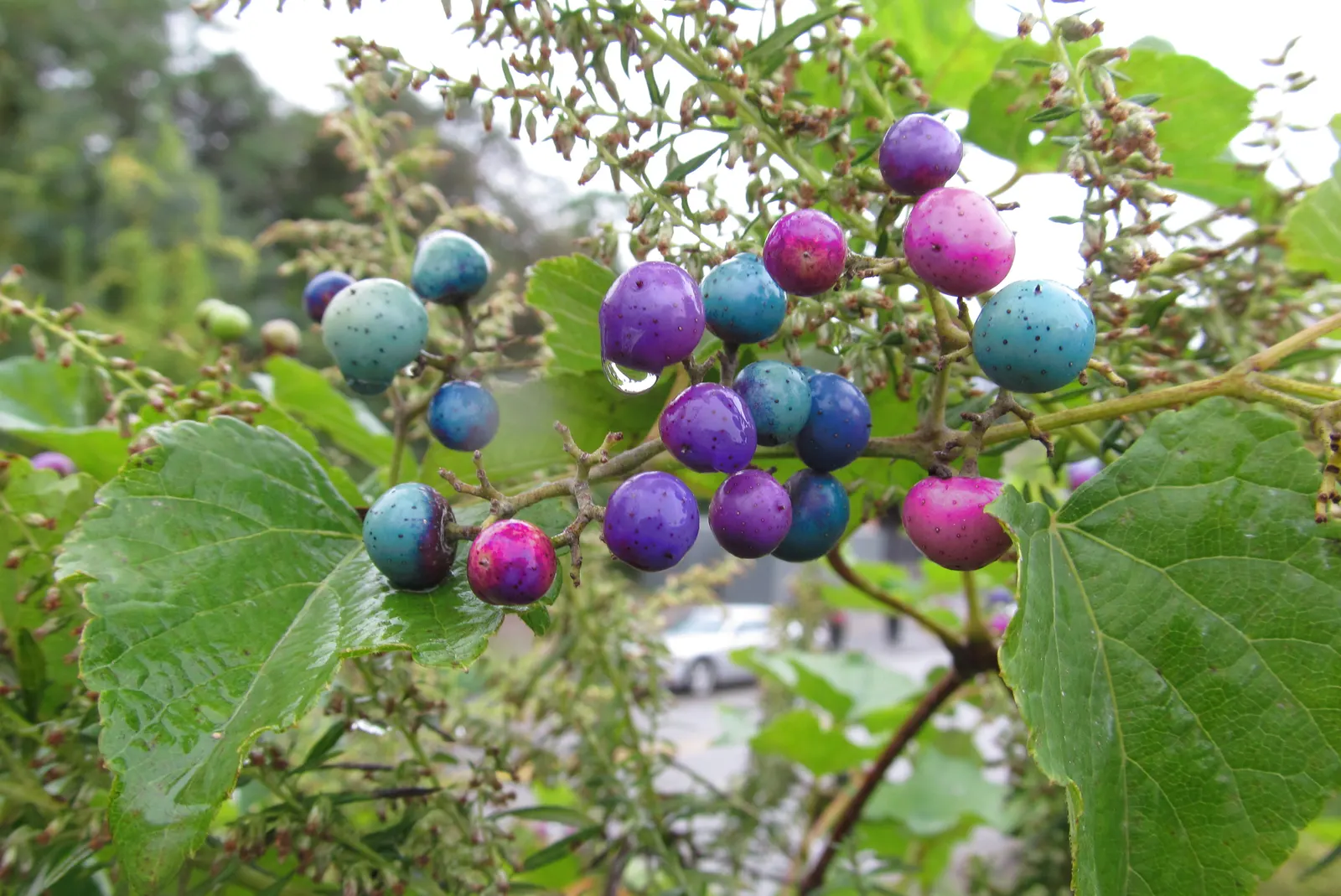 Porcelain Vine (Ampelopsis Brevipedunculata) — It clings through the use of tendrils, allowing it to scale structures and natural supports with ease; the