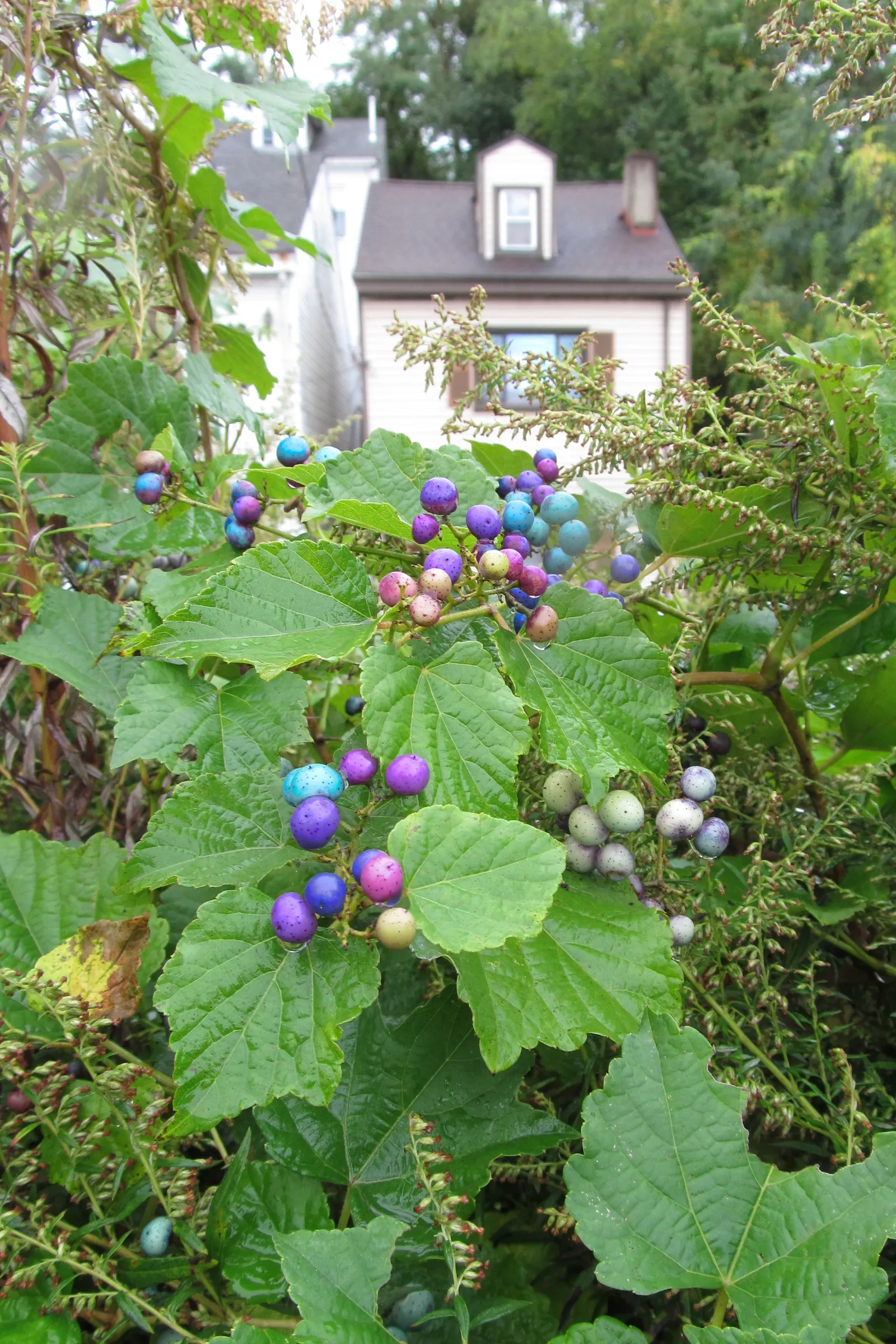 Porcelain Vine (Ampelopsis Brevipedunculata) — the true spectacle begins in late summer to early fall when the berries ripen - a brilliant display, image 41
