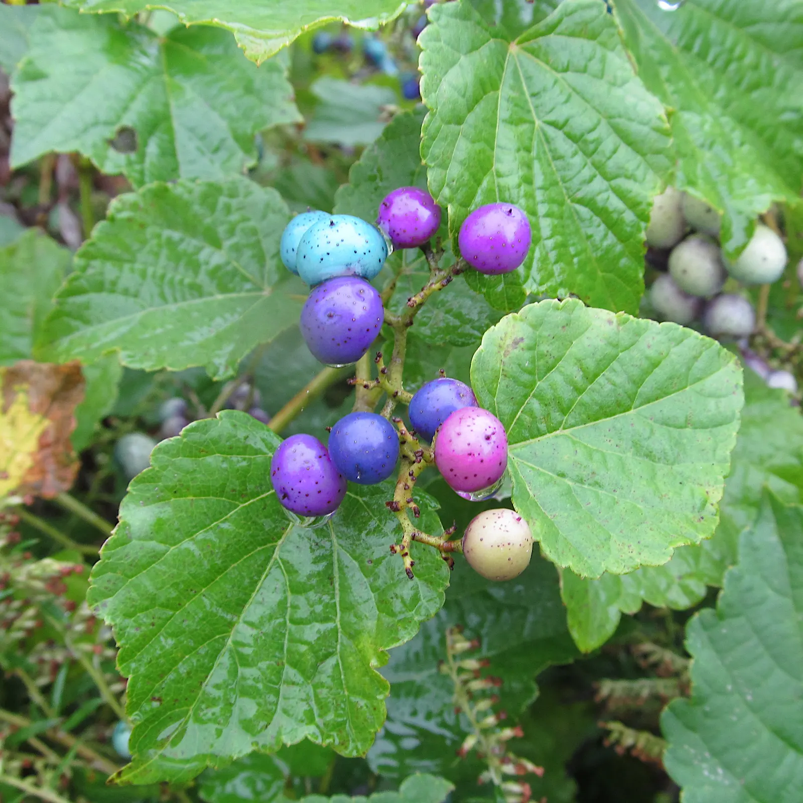Porcelain Vine (Ampelopsis Brevipedunculata) — As a landscape architect assistant; the true spectacle begins in late summer to early fall when the berries