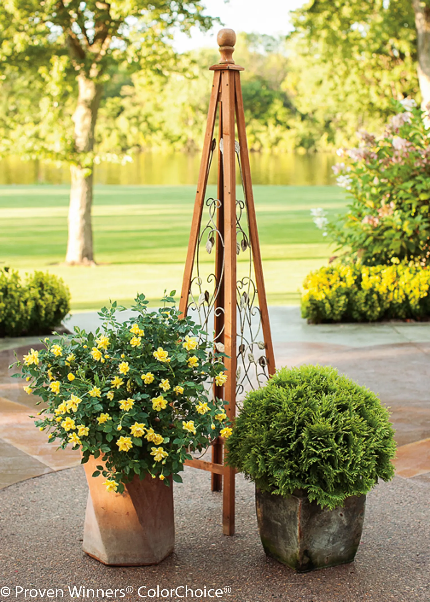 Anna's Magic Ball® Arborvitae (Thuja occidentalis) — is perfect for small spaces or as a distinctive border plant