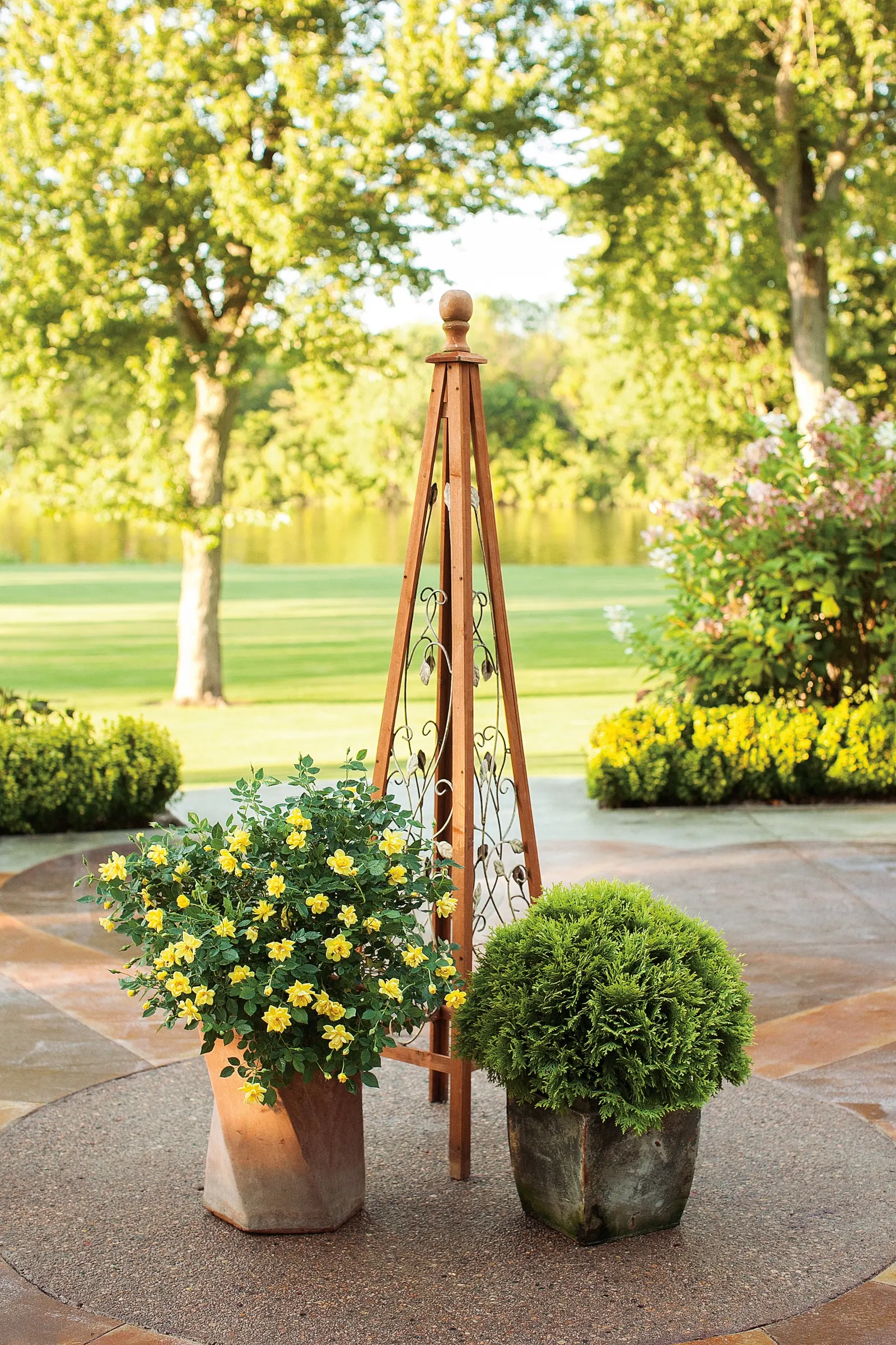 Anna's Magic Ball® Arborvitae (Thuja occidentalis) — making it ideal for small gardens