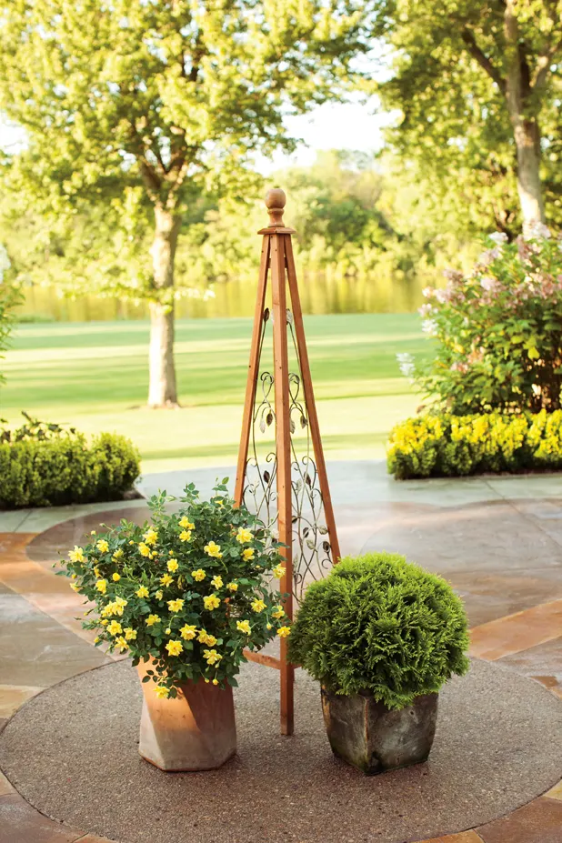 Anna's Magic Ball® Arborvitae (Thuja occidentalis) — globe-shaped evergreen with vibrant yellow foliage year-round