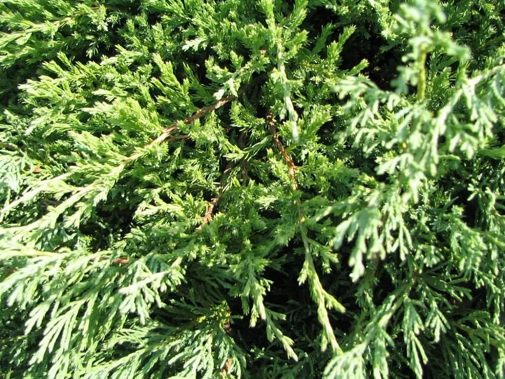 Andorra Juniper (Juniperus Horizontalis 'Plumosa') — Its feathery, dense foliage emerges green and transitions to a plum-purple in winter