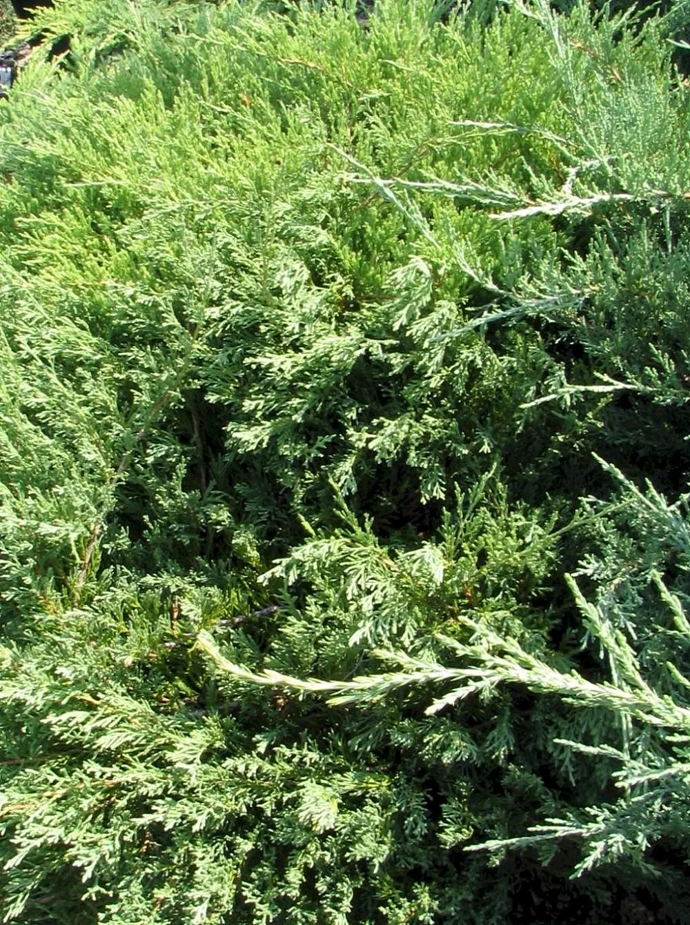 Andorra Juniper (Juniperus Horizontalis 'Plumosa') — offers year-round visual interest