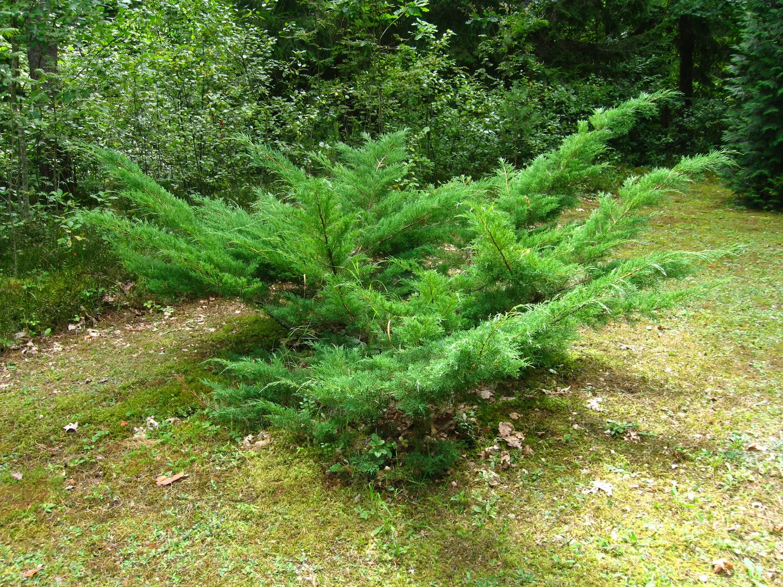 Andorra Juniper (Juniperus Horizontalis 'Plumosa') — with mature sizes reaching 12-18 inches high and 4-6 feet wide