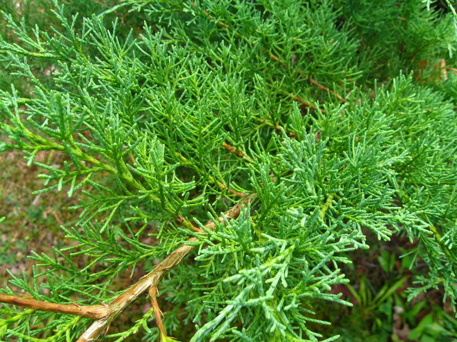 Andorra Juniper (Juniperus Horizontalis 'Plumosa') — Hardy in zones 3-9, it thrives in full sun to partial shade and tolerates dry soil once established