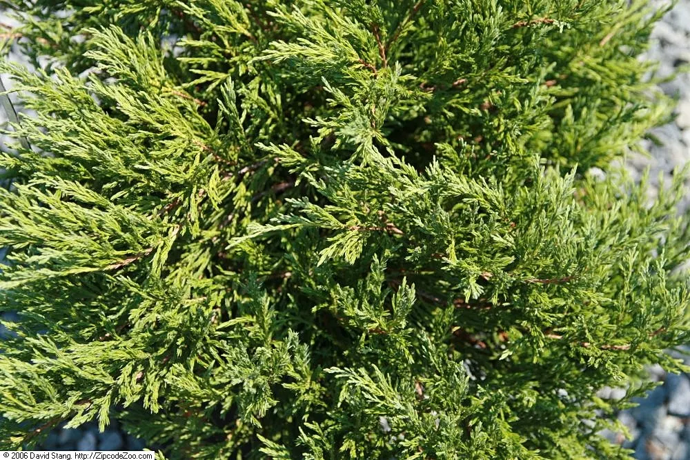 Andorra Juniper (Juniperus Horizontalis 'Plumosa') — The Andorra Juniper (Juniperus horizontalis 'Plumosa')