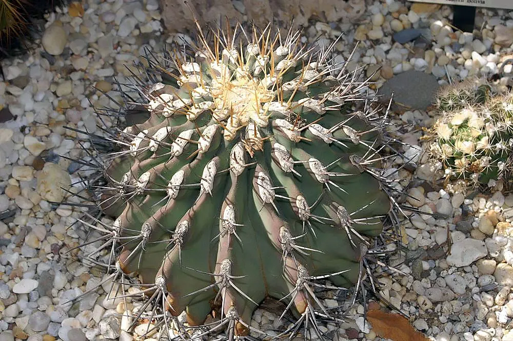 Long Spined Barrel Cactus (Ferocactus Emoryi Ssp. Rectispinus) — rectispinus) is a striking succulent, renowned for its prominent spines that can reach up to 3
