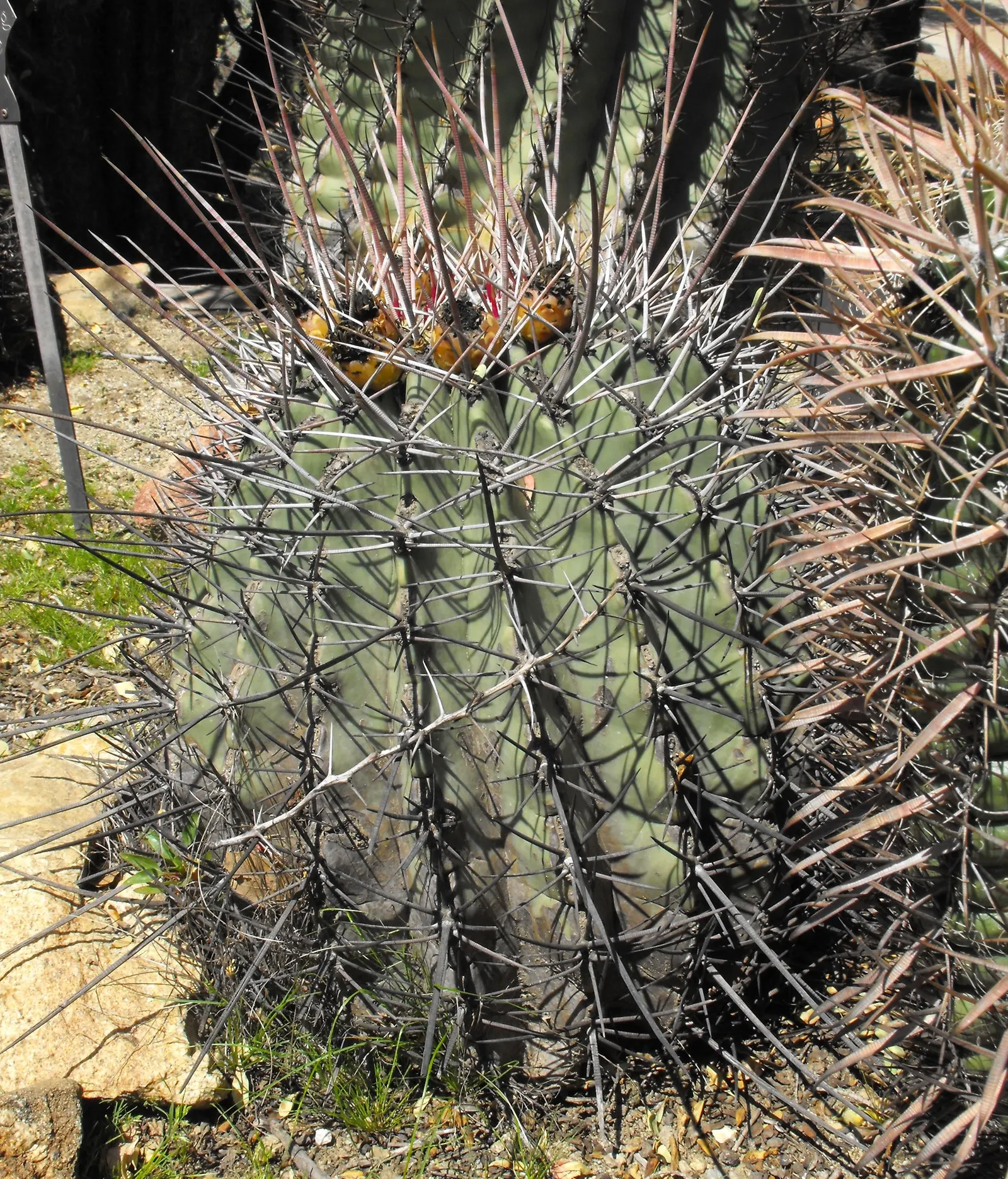 Long Spined Barrel Cactus (Ferocactus Emoryi Ssp. Rectispinus) — The Long Spined Barrel Cactus (Ferocactus emoryi ssp
