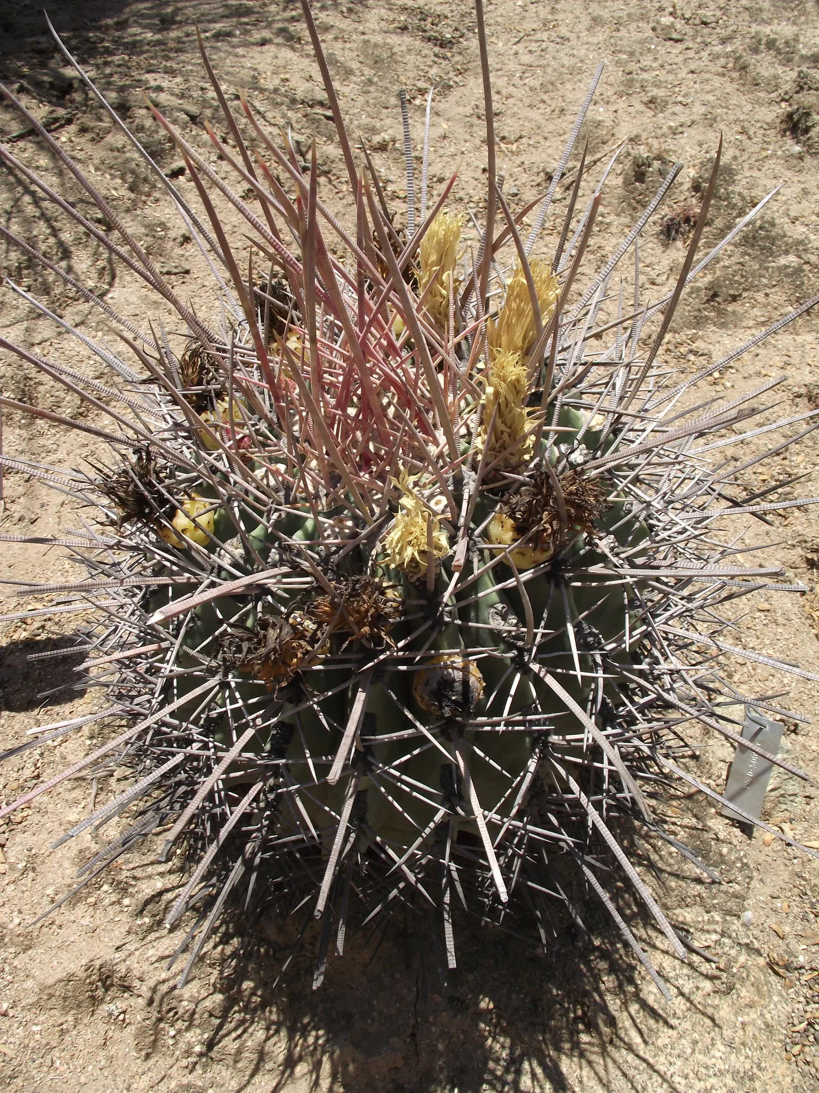 Long Spined Barrel Cactus (Ferocactus Emoryi Ssp. Rectispinus) — With its brilliant yellow blooms, it adds a bold, desert aesthetic to any landscape