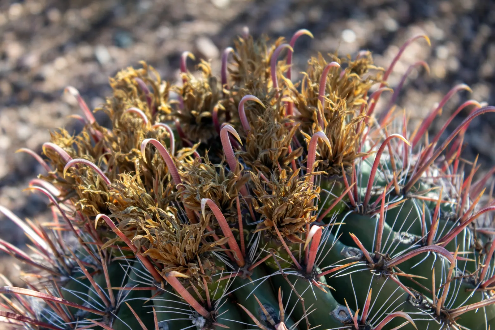 Long Spined Barrel Cactus (Ferocactus Emoryi Ssp. Rectispinus) — This robust cactus matures into a cylindrical shape, standing up to 10 feet tall and 2 feet in