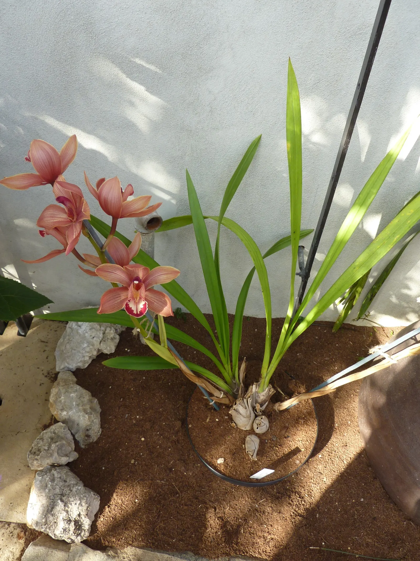 Torch Plant (Aloe Aristata) — the Torch Plant proudly displays orange-red