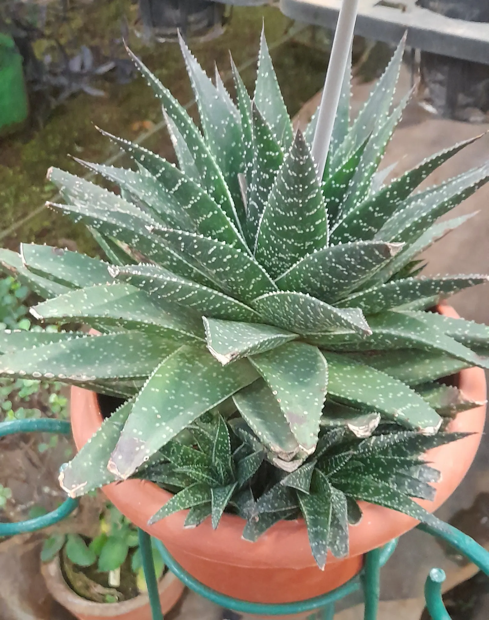 Torch Plant (Aloe Aristata) — Aloe aristata, commonly known as Torch Plant, is a compact succulent native to South Africa; in late fall to early winter