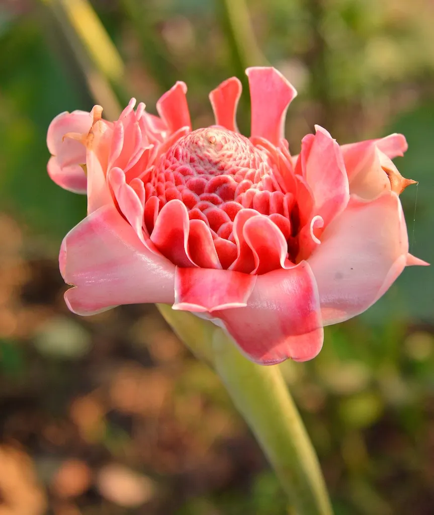 Torch Plant (Aloe Aristata) — Aloe aristata is a delightful addition that offers year-round interest to any garden design