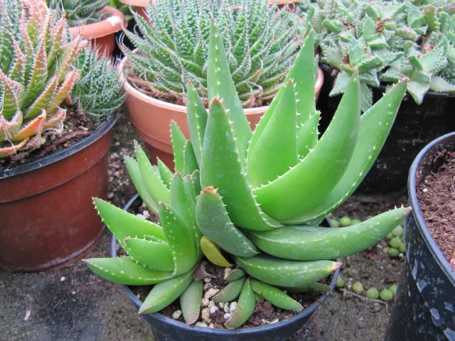 Torch Plant (Aloe Aristata) — succulent for full or half