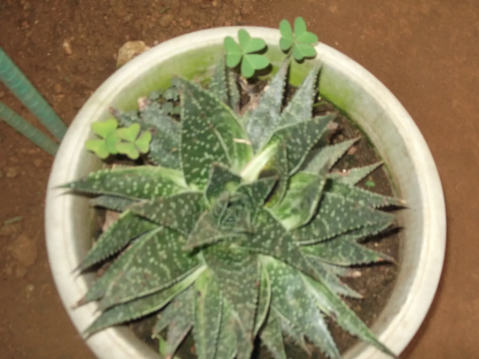 Torch Plant (Aloe Aristata) — Aloe aristata, commonly known as Torch Plant, is a compact succulent native to South Africa