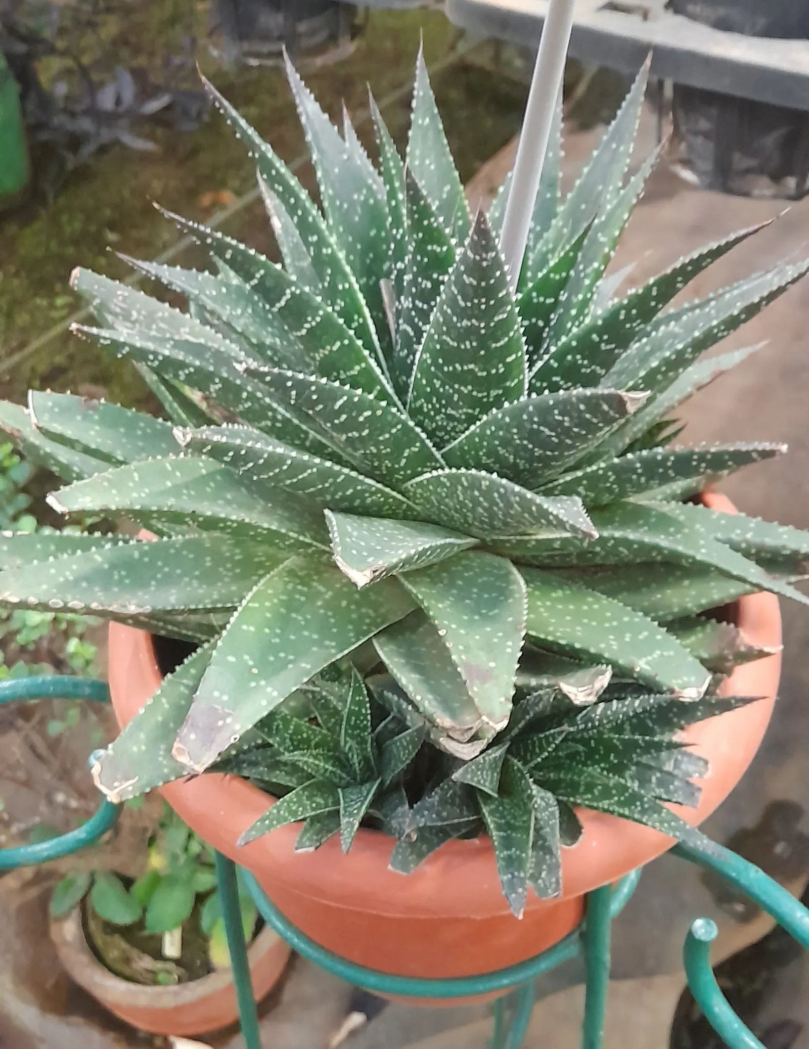 Torch Plant (Aloe Aristata) — This perennial features soft, deep green leaves adorned with white speckles and delicate toothed edges