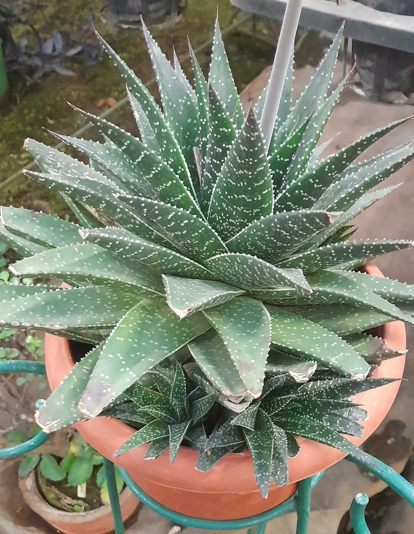 Torch Plant (Aloe Aristata) — It typically grows to 6-12 inches in height and width, forming dense, rosette clumps