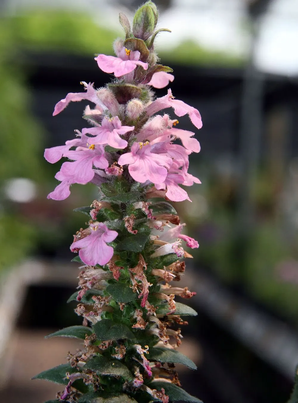 Torch Plant (Aloe Aristata) — tubular flowers on tall spikes