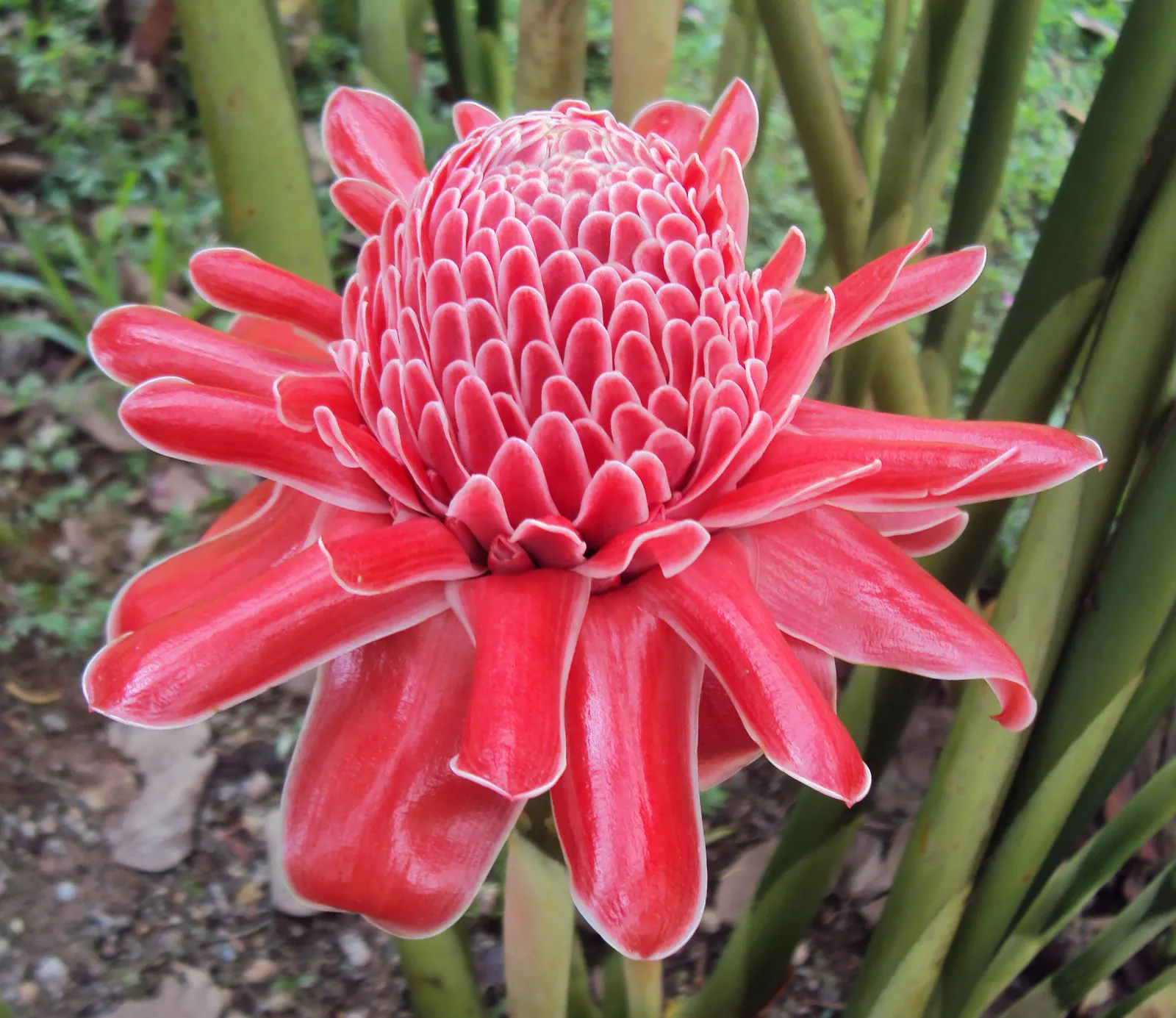 Torch Plant (Aloe Aristata) — ensure the soil dries out between waterings to prevent root rot.<br><br>As a low-maintenance plant